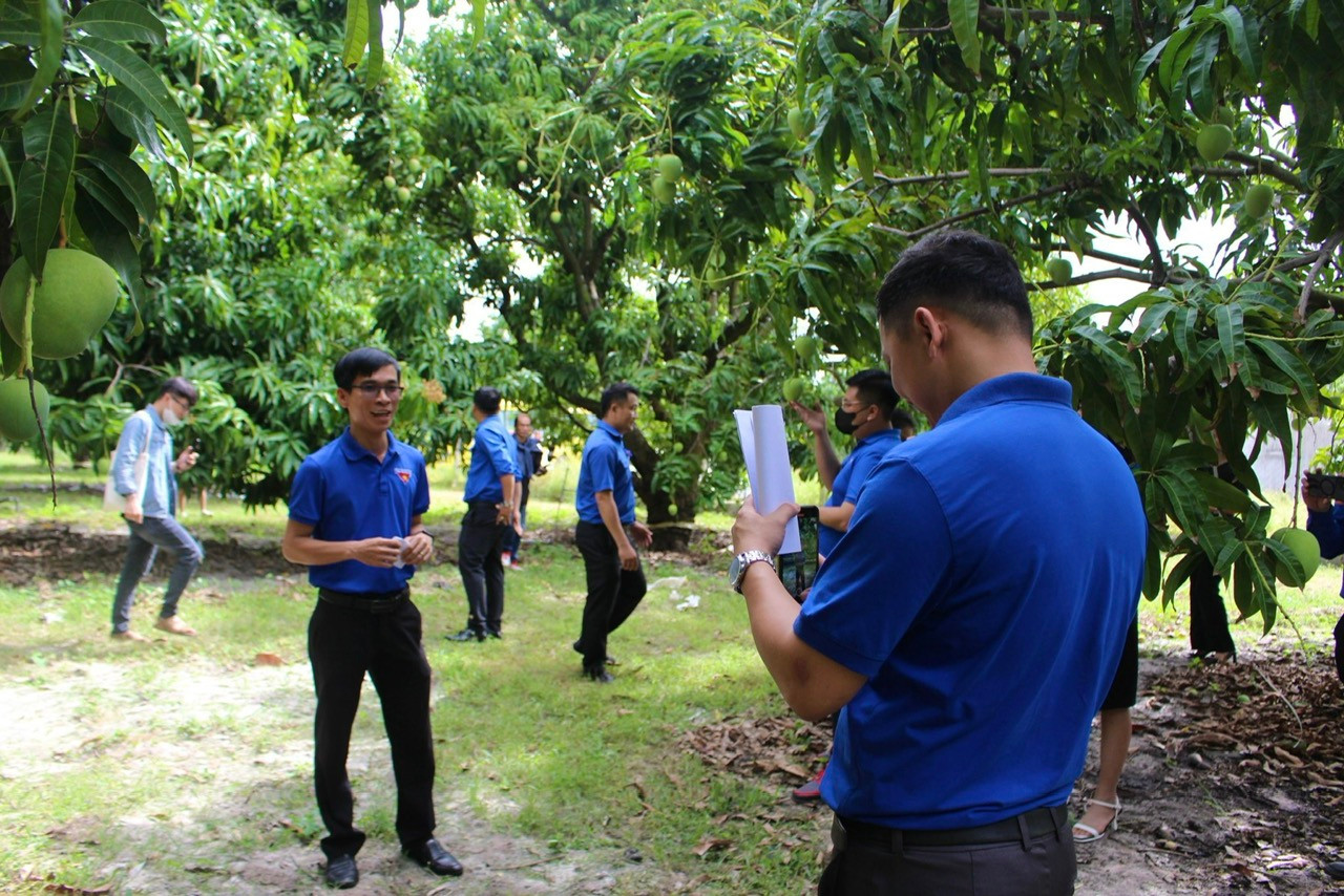 Ngay sau khi tập huấn về lý thuyết, các đoàn viên, thanh niên cùng các TikToker, nhà bán hàng uy tín đã tham gia livestream trực tiếp bán nông sản địa phương và một số sản phẩm khởi nghiệp tại vườn xoài Cam Lâm.