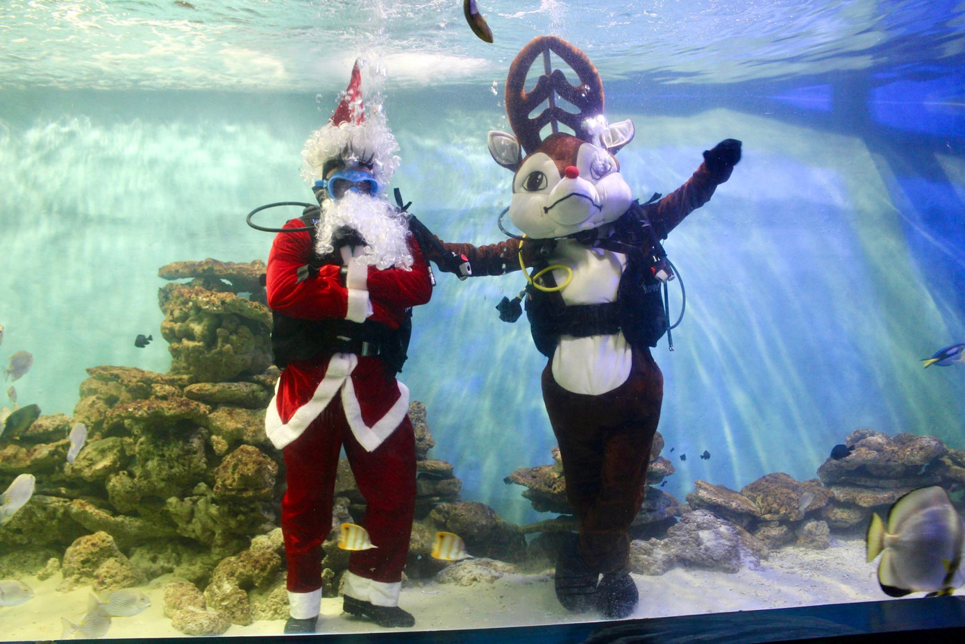 Ông già Noel và tuần lộc xuất hiện trong bể cá khiến nhiều người bất ngờ. Ông già Noel và tuần lộc xuất hiện trong bể cá khiến nhiều người bất ngờ.