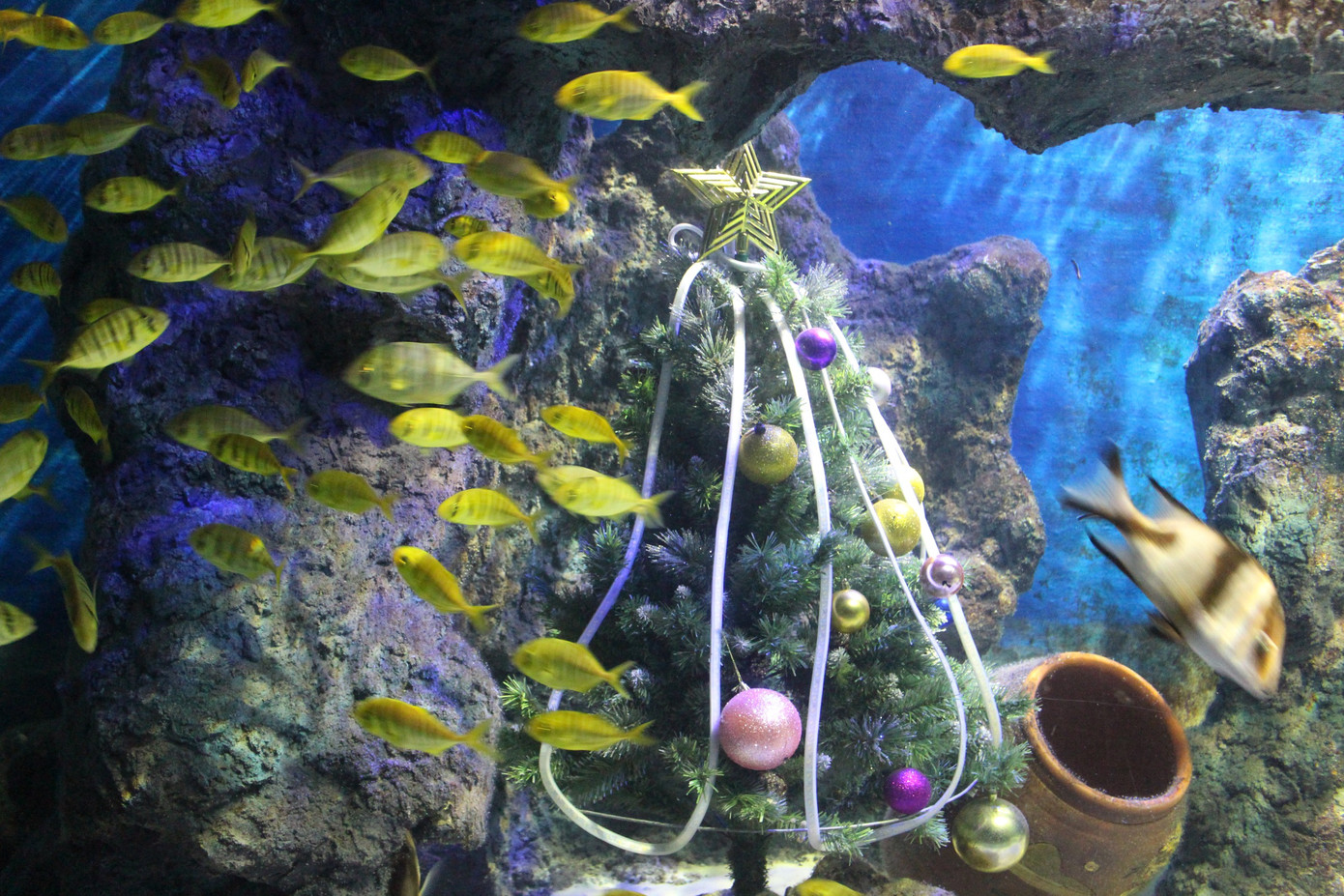 Cây thông Noel dưới nước cùng đàn cá đầy màu sắc bơi quanh. Cây thông Noel dưới nước cùng đàn cá đầy màu sắc bơi quanh.