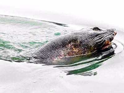 Cụ rùa hồ Gươm có thể là loài rùa mai mềm nước ngọt khổng lồ - Ảnh: Ngọc Thắng