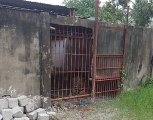 Vụ hổ ăn đứt 2 tay: Chuồng hổ sơ sài, chủ từng bị án tù vì nấu cao hổ ảnh 1