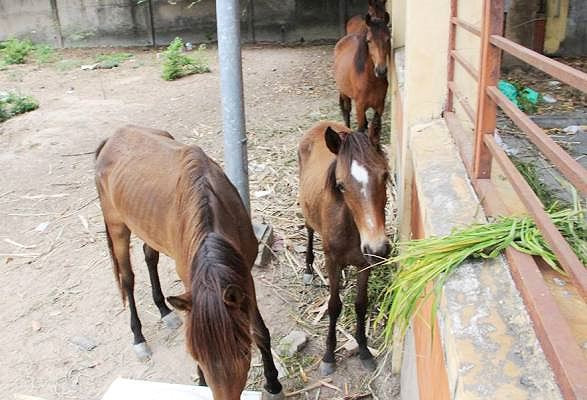 Thanh lý đàn 5 con ngựa hoang 'dạo phố' ảnh 1