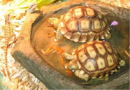 Rùa vàng với tin đồn ăn vào đại bổ, chữa được cả bệnh tim. Rùa vàng với tin đồn ăn vào đại bổ, chữa được cả bệnh tim