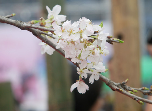 ... và tinh khôi trong sắc trắng