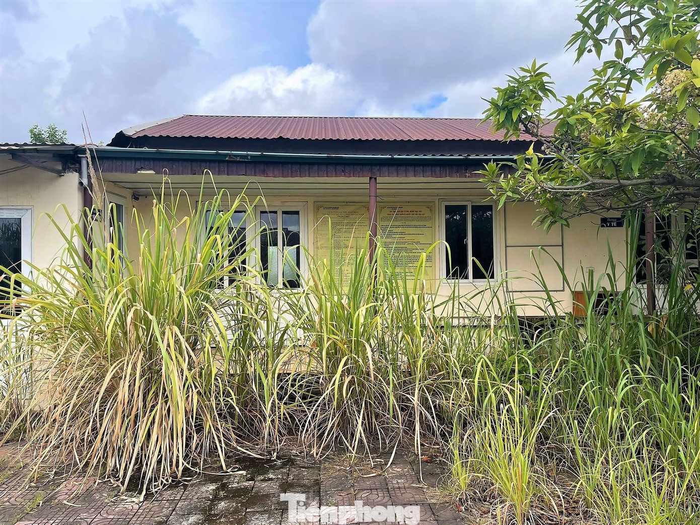 Nhiều khu vực cỏ mọc cao gần bằng mái nhà.