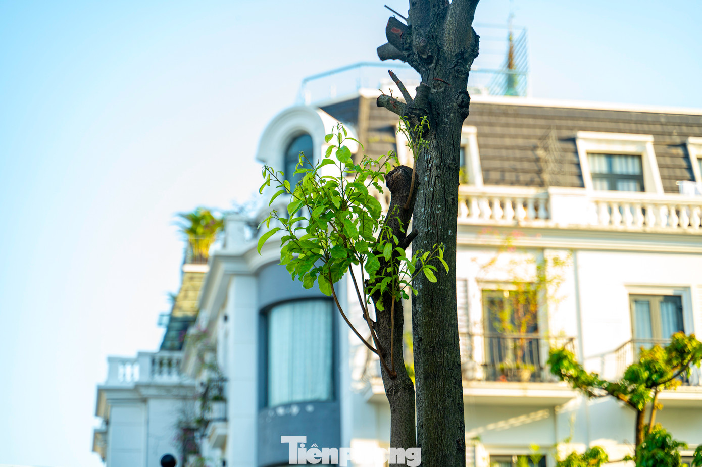 Cơn bão số 3 càn quét qua Hạ Long khiến hơn 70% cây xanh của thành phố này bị gãy đổ, bật gốc. Cơn bão số 3 càn quét qua Hạ Long khiến hơn 70% cây xanh của thành phố này bị gãy đổ, bật gốc.