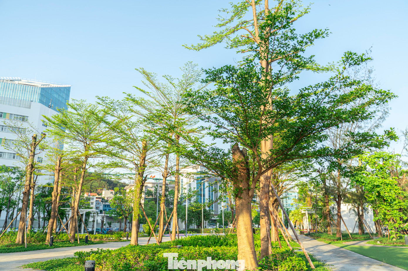 Loạt cây bàng lá nhỏ bị bão quật tan tác, gãy ngang thân nay cũng vươn cành lá trở lại. Loạt cây bàng lá nhỏ bị bão quật tan tác, gãy ngang thân nay cũng vươn cành lá trở lại.