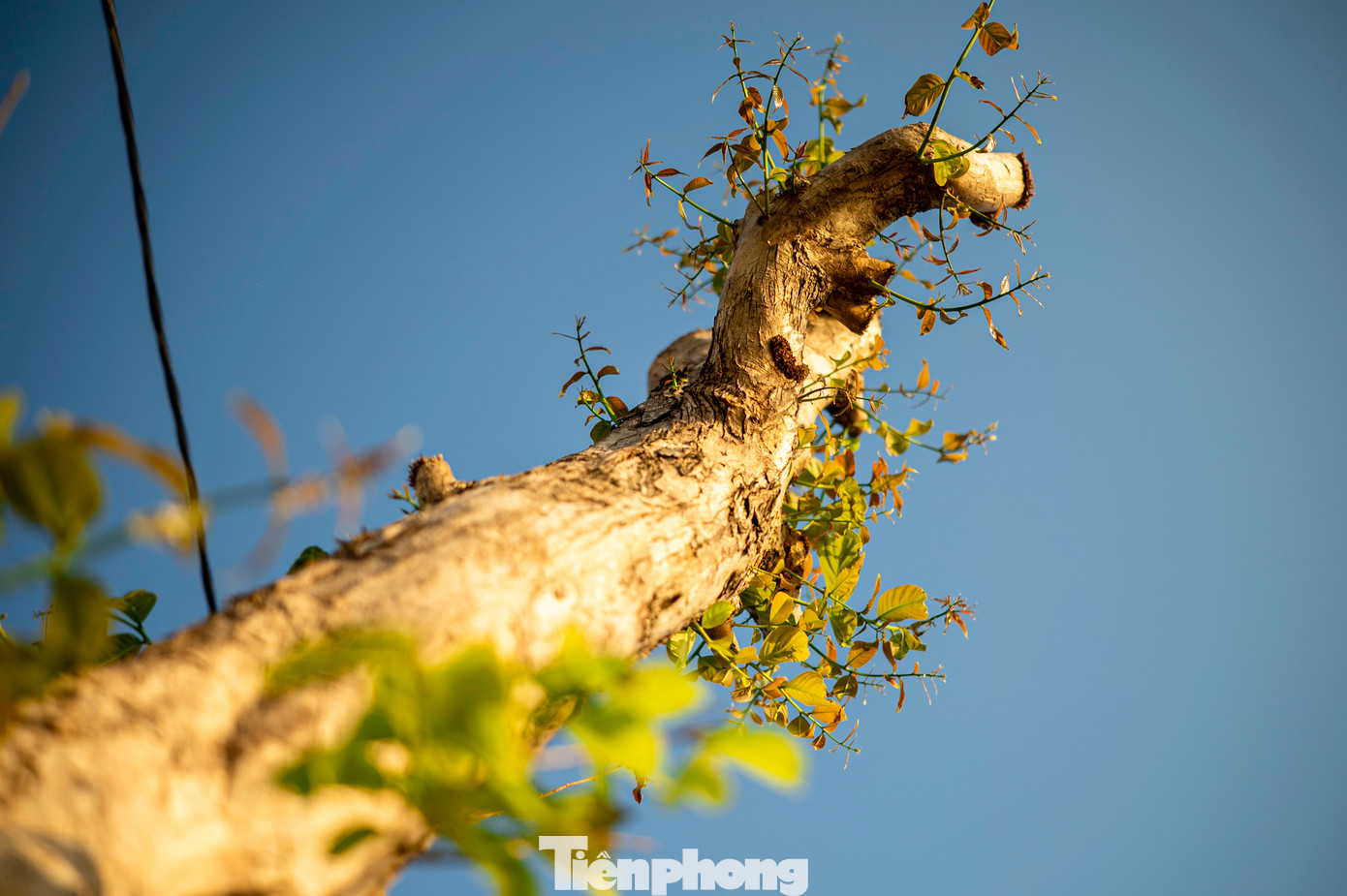 "Trước đây mỗi ngày chỉ tưới 1 lần vào buổi sáng hoặc buổi chiều, nay chúng tôi phải tăng cường tưới ngày 2 lần và bổ sung chất dinh dưỡng cho cây. Sau bão không còn cây nào nguyên vẹn nhưng may mắn số lượng cây chết sau khi trồng lại rất ít", chị Lương, công nhân chăm sóc cây xanh cho biết. "Trước đây mỗi ngày chỉ tưới 1 lần vào buổi sáng hoặc buổi chiều, nay chúng tôi phải tăng cường tưới ngày 2 lần và bổ sung chất dinh dưỡng cho cây. Sau bão không còn cây nào nguyên vẹn nhưng may mắn số lượng cây chết sau khi trồng lại rất ít", chị Lương, công nhân chăm sóc cây xanh cho biết.