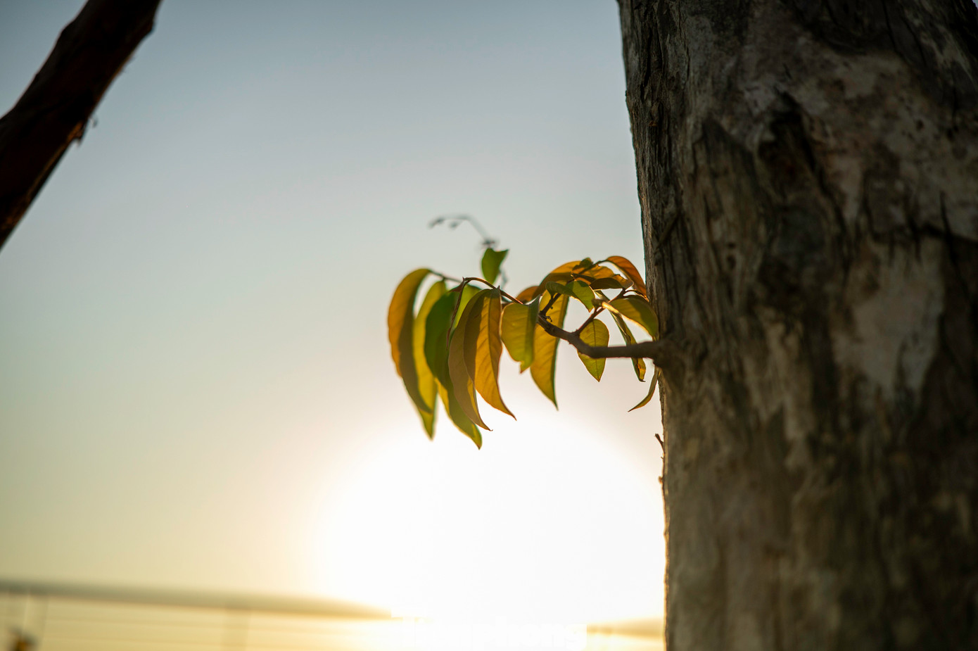 Sau 3 tuần, những thân cây bị bão quật đổ nay đã mọc chồi non. Sau 3 tuần, những thân cây bị bão quật đổ nay đã mọc chồi non.