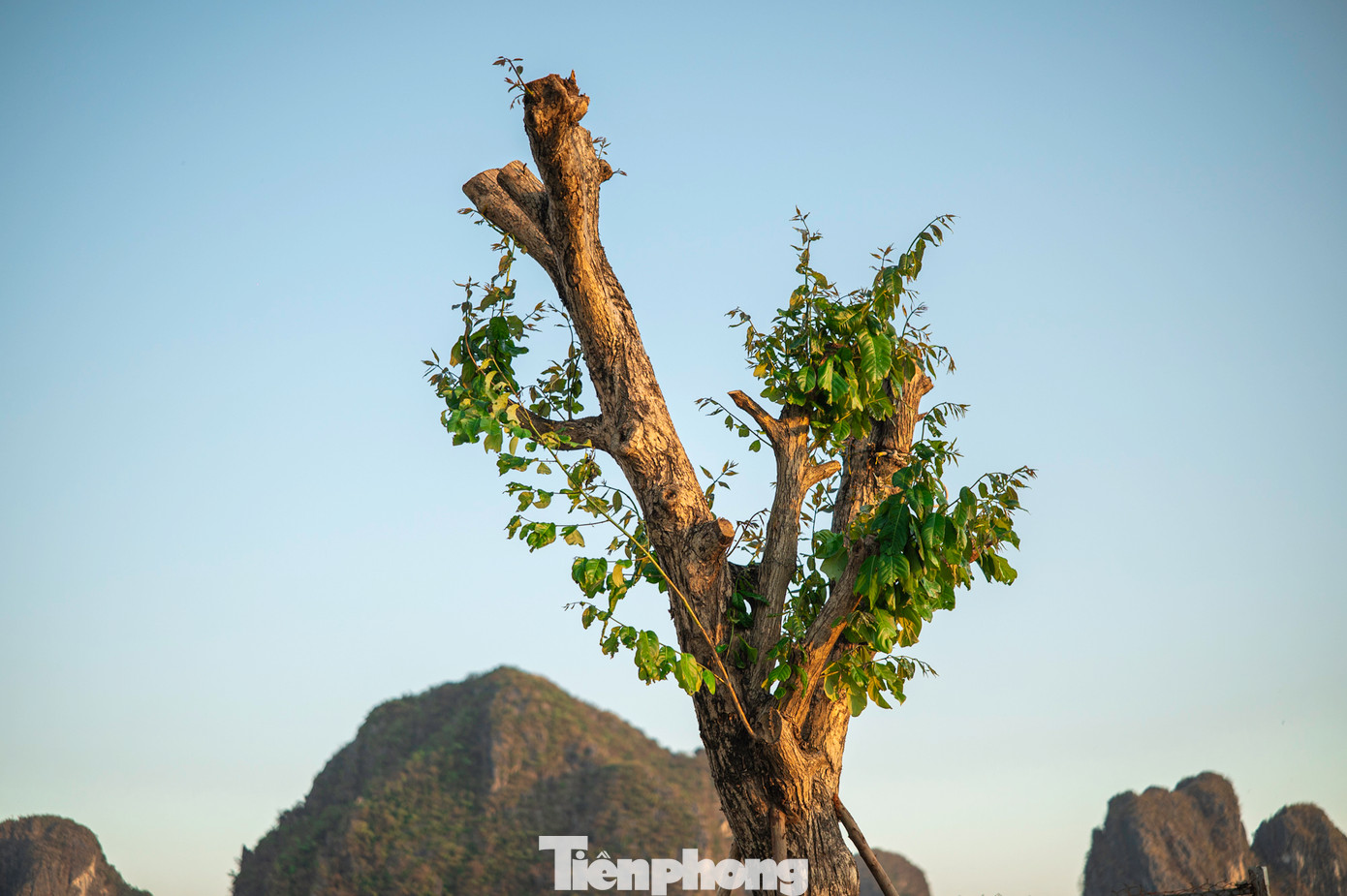 Với sức sống mãnh liệt, cây hoa bằng lăng nhanh chóng mọc cành lá sum suê. Với sức sống mãnh liệt, cây hoa bằng lăng nhanh chóng mọc cành lá sum suê.