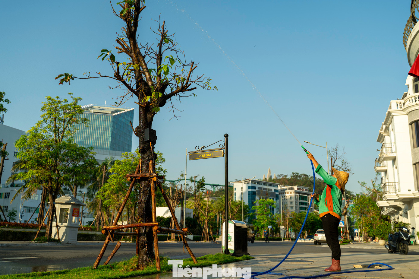 Nhân viên môi trường phải thường xuyên chăm sóc cây xanh vì sau bão, toàn thành phố Hạ Long còn rất ít cây trụ vững. Nhân viên môi trường phải thường xuyên chăm sóc cây xanh vì sau bão, toàn thành phố Hạ Long còn rất ít cây trụ vững.