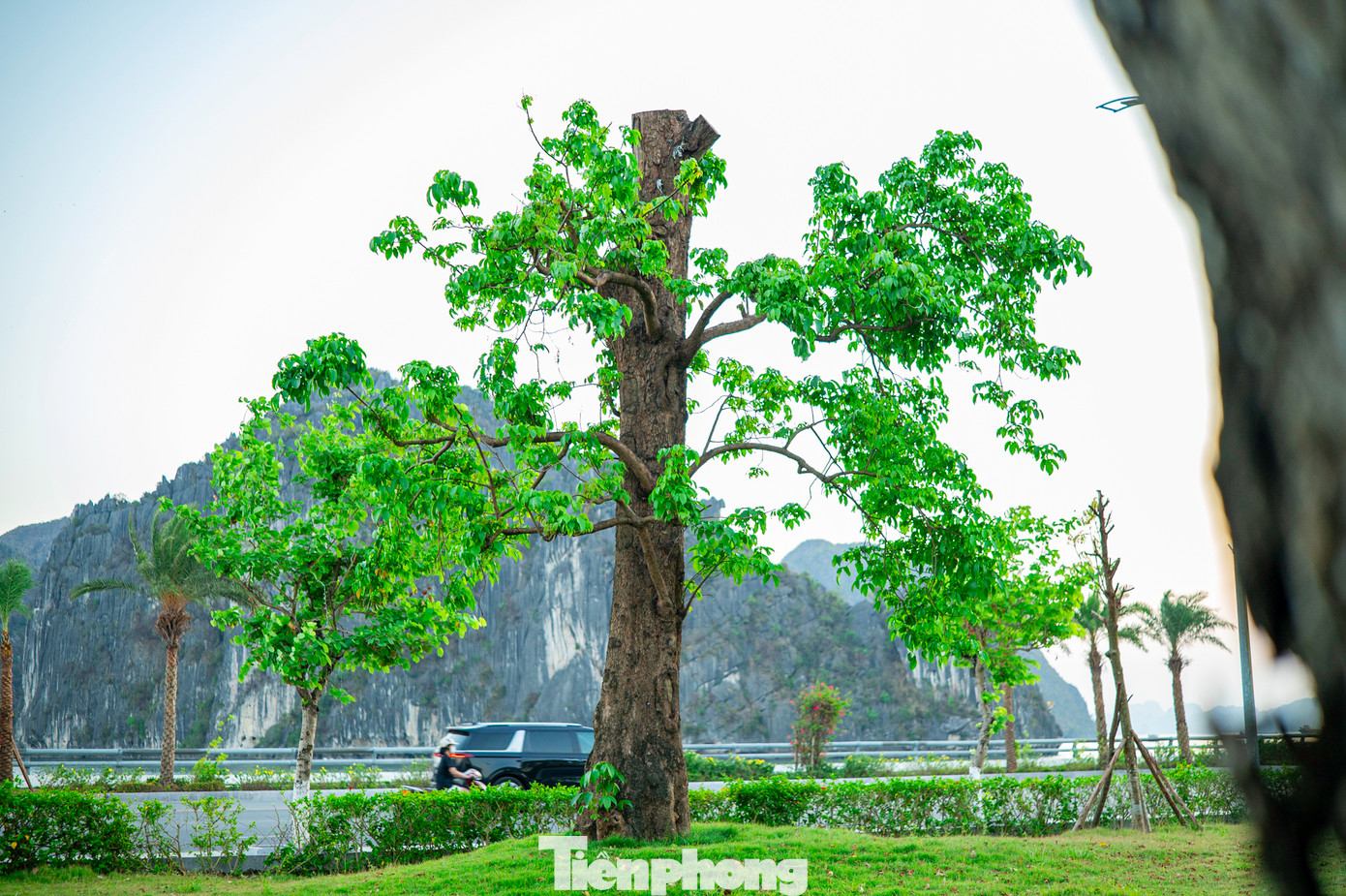 Bão không chỉ quật đổ, bẻ gãy những cây vừa và nhỏ mà ngay những cây cổ thụ to lớn cũng bị bão đánh bật gốc. Bão không chỉ quật đổ, bẻ gãy những cây vừa và nhỏ mà ngay những cây cổ thụ to lớn cũng bị bão đánh bật gốc.