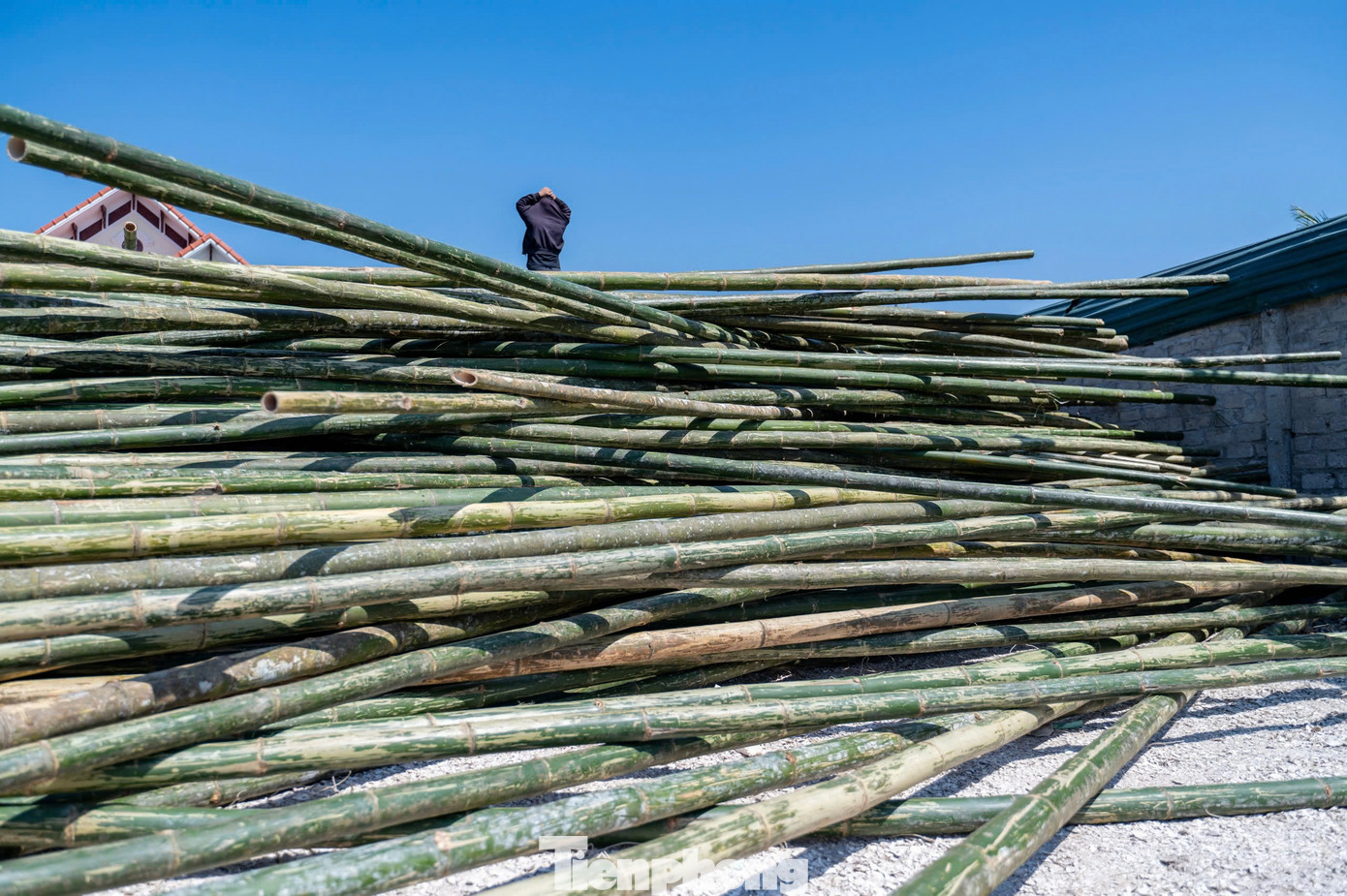 Tại khu vực đóng bè tre ở góc bến Giang, những cây tre phục vụ đóng bè nuôi hàu được tập kết thành chồng lớn. Chủ cơ sở đóng bè, cho biết mỗi chiếc bè nuôi hàu bằng tre có vào khoảng 6-10 triệu, tùy từng loại. Khi bè đóng xong, người dân thuê tàu cá kéo ra khu vực cửa sông để thả hàu.