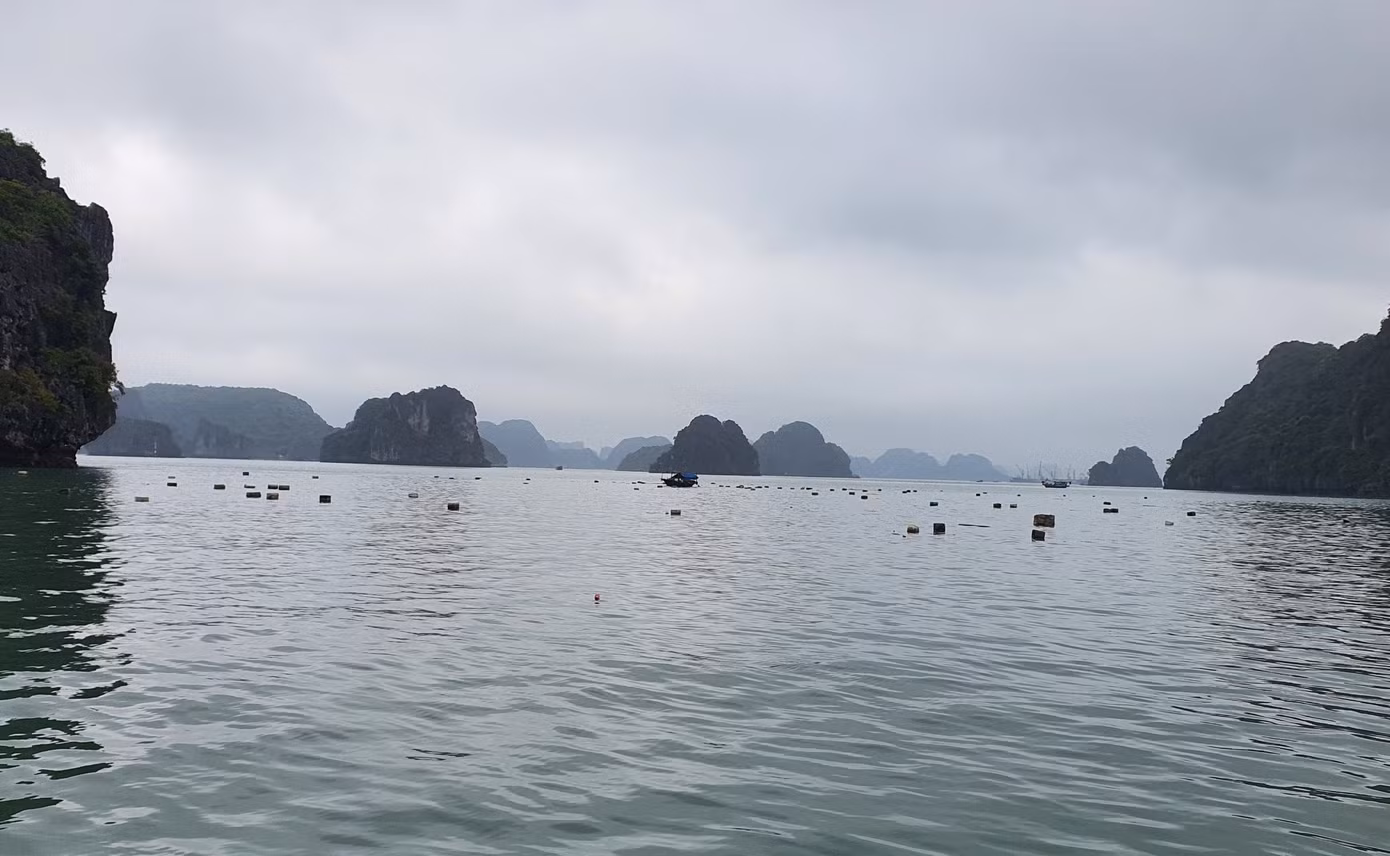 Trước đó, Ban Quản lý vịnh Hạ Long đã huy động hàng chục tàu thuyền và hơn 100 người tập trung vớt rác trên vịnh suốt 3 ngày. Lượng phao xốp thu được chất hàng đống nhưng chỉ là số lượng nhỏ đối với lượng phao xốp các hộ nuôi trồng thủy sản vứt bỏ.