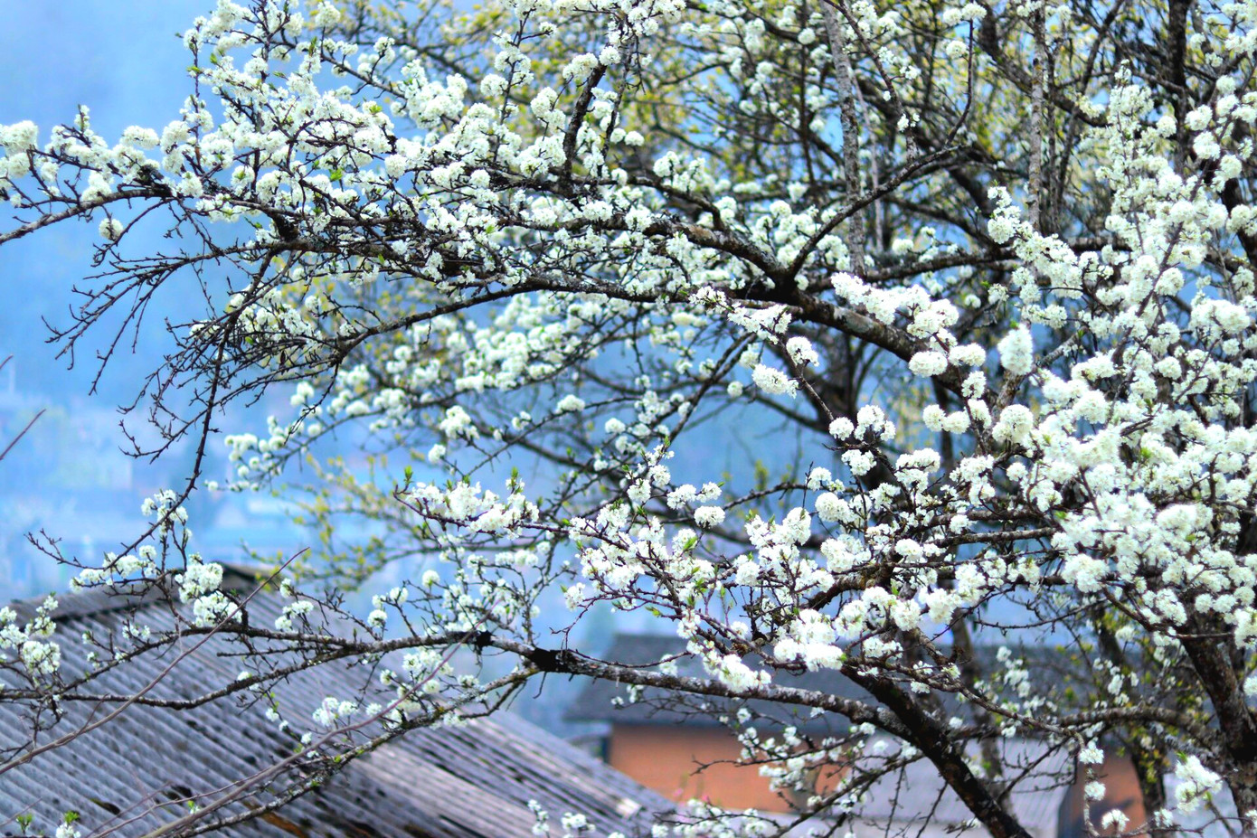 Những cành hoa mận, hoa mơ, hoa lê trắng muốt cả một vùng. Những cành hoa mận, hoa mơ, hoa lê trắng muốt cả một vùng.