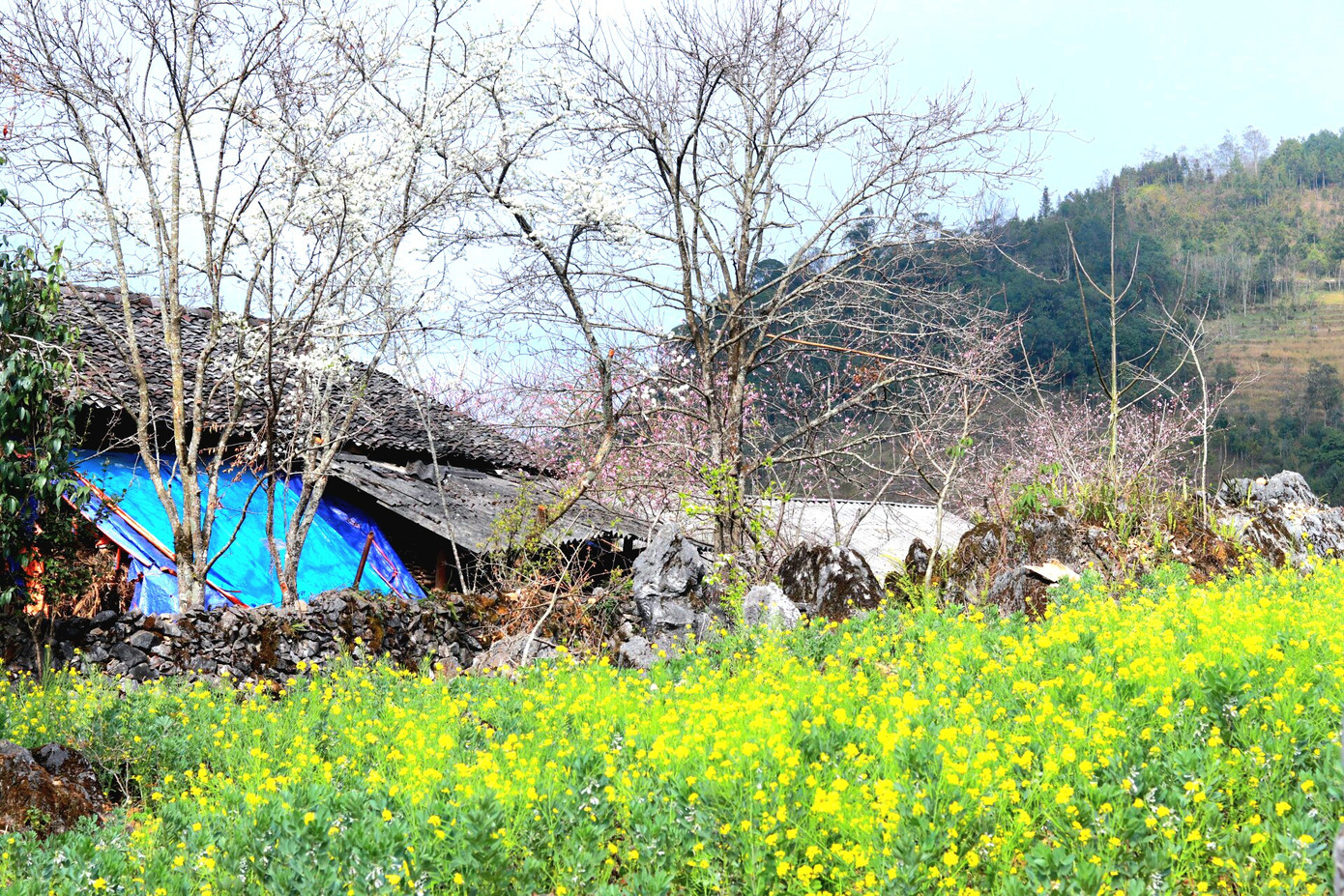 Tháng 2, tháng 3 là thời gian rực rỡ nhất trong năm của cao nguyên đá Đồng Văn. Tháng 2, tháng 3 là thời gian rực rỡ nhất trong năm của cao nguyên đá Đồng Văn.