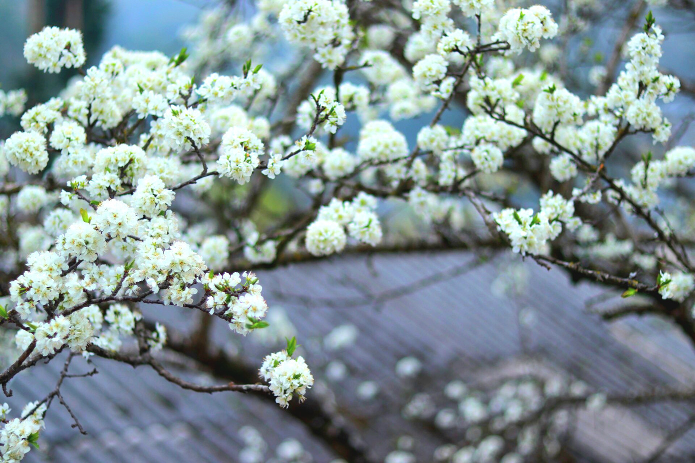 Những cành mận trắng như những bông tuyết bay lơ lửng giữa không trung. Những cành mận trắng như những bông tuyết bay lơ lửng giữa không trung.