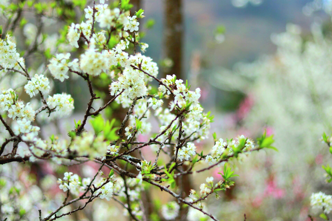 "Hà Giang mùa nào cũng đẹp nhưng đẹp nhất vào mùa xuân vì đây là mùa của các loài hoa đua nở. Chúng tôi năm nào cũng lên đây để ngắm hoa và lưu giữ cho mình những kỉ niệm đẹp", chị Thanh Hương, du khách đến từ Hà Nội nói. "Hà Giang mùa nào cũng đẹp nhưng đẹp nhất vào mùa xuân vì đây là mùa của các loài hoa đua nở. Chúng tôi năm nào cũng lên đây để ngắm hoa và lưu giữ cho mình những kỉ niệm đẹp", chị Thanh Hương, du khách đến từ Hà Nội nói.