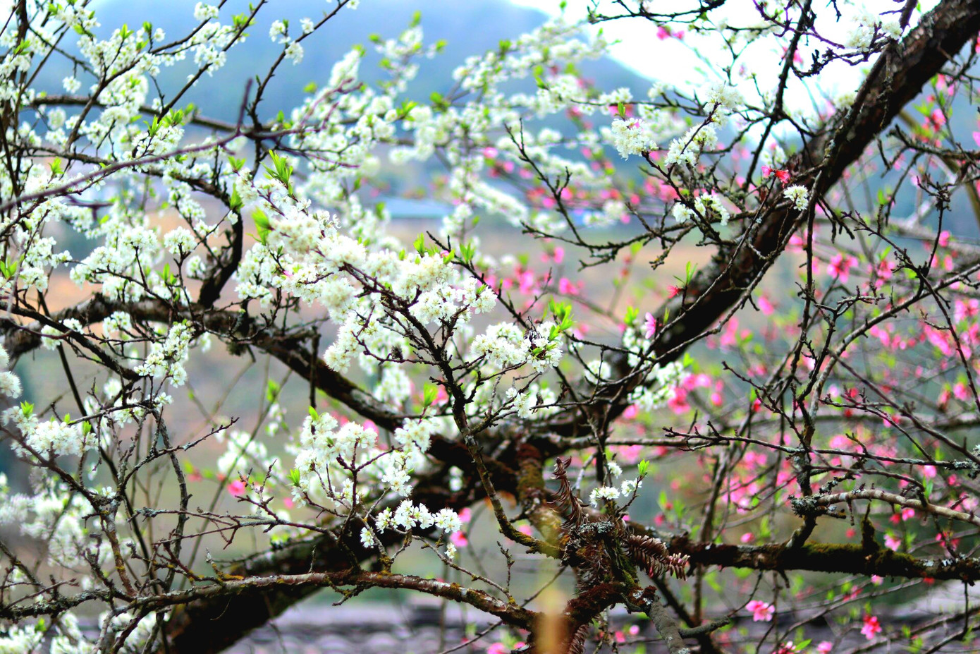 Sự kết hợp màu sắc giữa các loài hoa tạo nên một bức tranh hài hòa nhưng rất ấn tượng. Sự kết hợp màu sắc giữa các loài hoa tạo nên một bức tranh hài hòa nhưng rất ấn tượng.