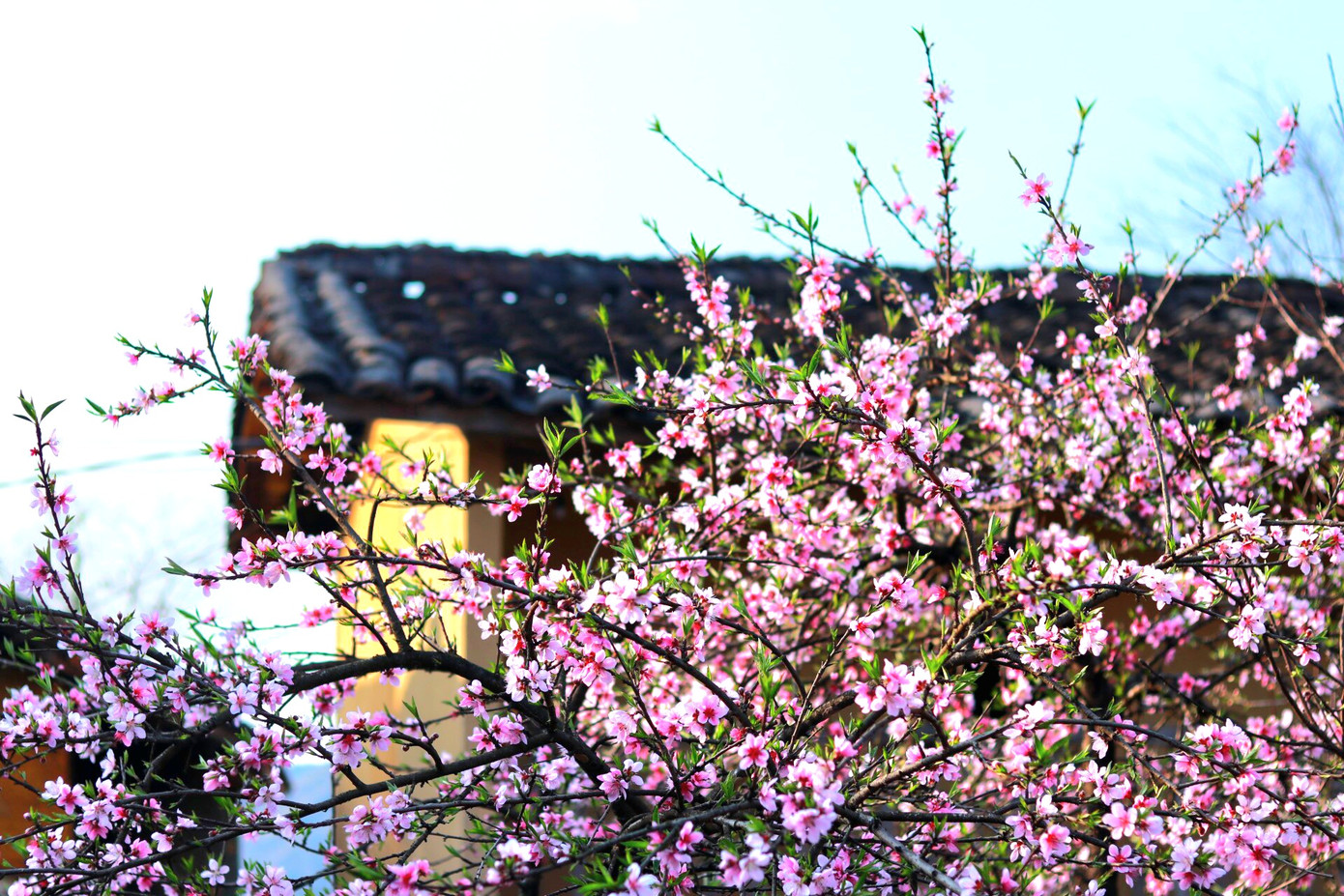 Sau những ngày đông giá, khi thời tiết ấm dần lên cũng là lúc trăm hoa đua nở tạo nên một cao nguyên đá đẹp lạ thường. Sau những ngày đông giá, khi thời tiết ấm dần lên cũng là lúc trăm hoa đua nở tạo nên một cao nguyên đá đẹp lạ thường.