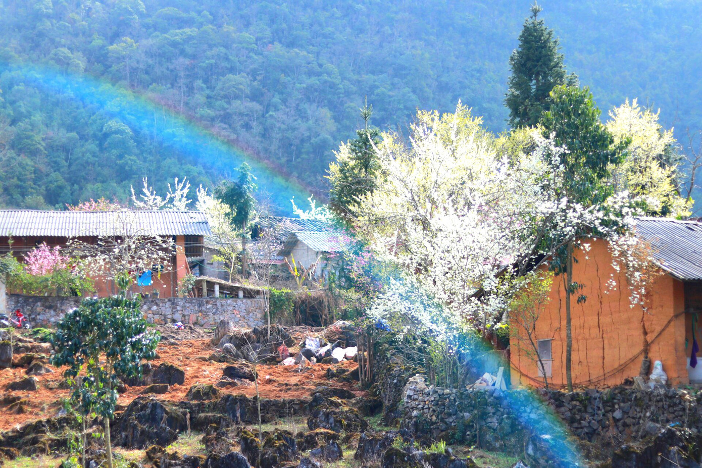 Giữa không gian núi đá trập trùng, những loài hoa như đang tô điểm thêm vẻ đẹp của Hà Giang. Giữa không gian núi đá trập trùng, những loài hoa như đang tô điểm thêm vẻ đẹp của Hà Giang.