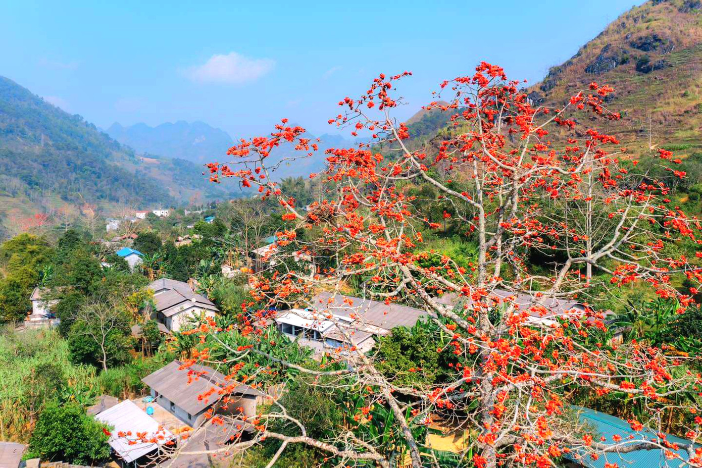 Những cành mộc miên (hoa gạo) cũng khoe sắc đỏ thắm. Những cành mộc miên (hoa gạo) cũng khoe sắc đỏ thắm.