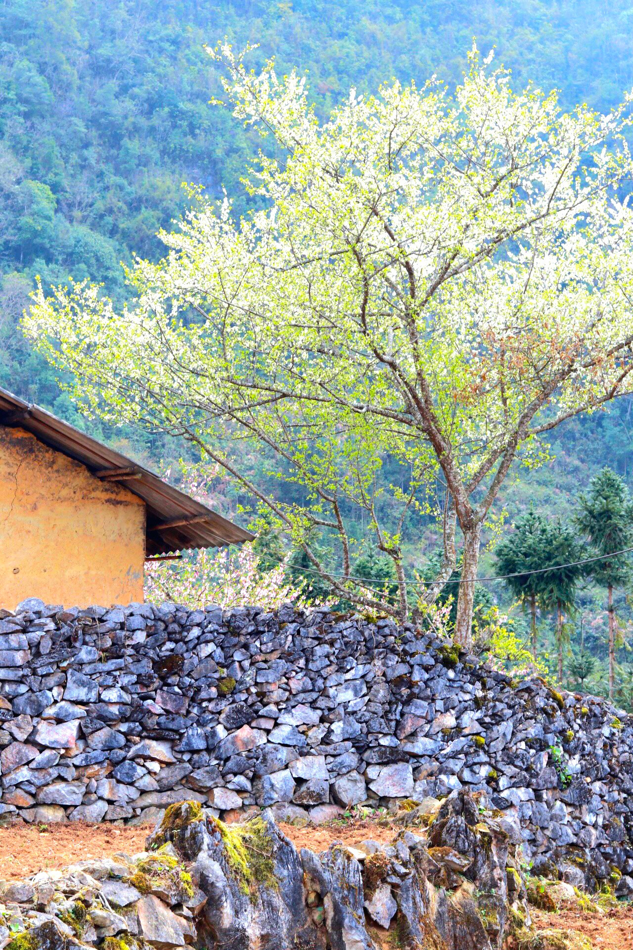 Những hàng rào đá như được tô điểm thêm bởi vẻ đẹp của các loài hoa. Những hàng rào đá như được tô điểm thêm bởi vẻ đẹp của các loài hoa.