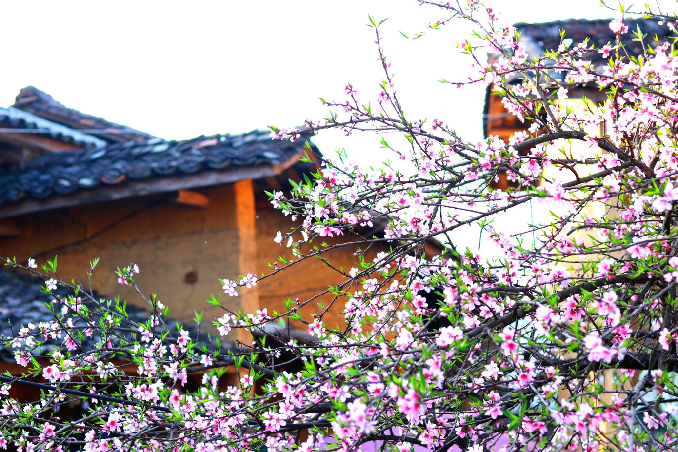 Đào ở Hà Giang thường nở muộn so với các tỉnh khác vì mùa đông ở đây kéo dài. Đào ở Hà Giang thường nở muộn so với các tỉnh khác vì mùa đông ở đây kéo dài.