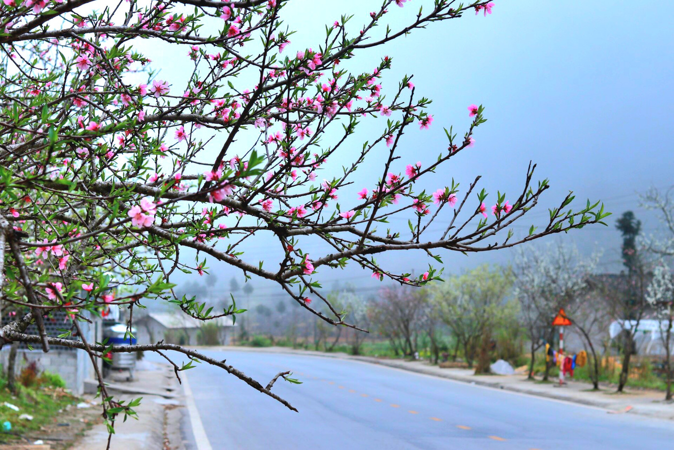 Từ hai bên đường đến các ngóc ngách trên vùng cao nguyên này đều có màu hoa khoe sắc. Từ hai bên đường đến các ngóc ngách trên vùng cao nguyên này đều có màu hoa khoe sắc.
