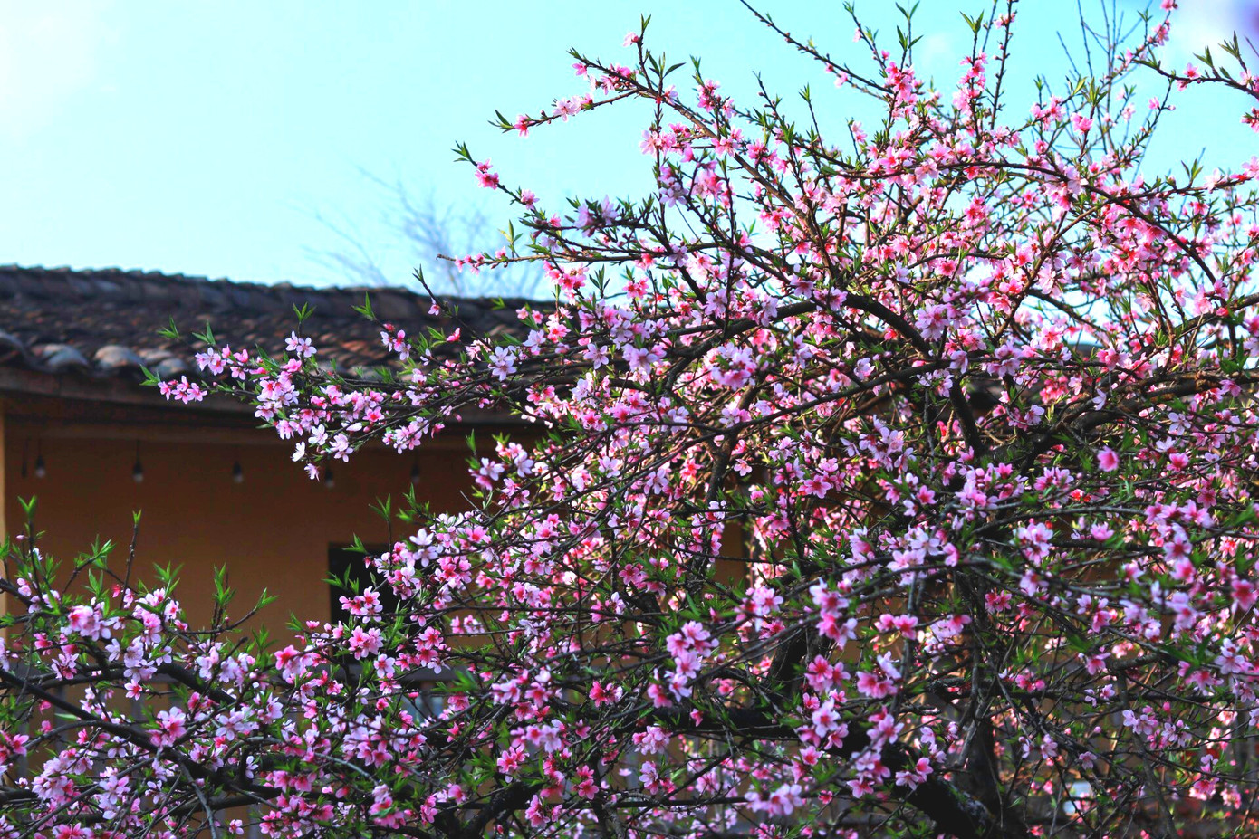 Hoa đào ở cao nguyên đá lúc mới nở có màu hồng nhạt. Sau đó đậm dần lên cho đến lúc tàn hoa. Hoa đào ở cao nguyên đá lúc mới nở có màu hồng nhạt. Sau đó đậm dần lên cho đến lúc tàn hoa.