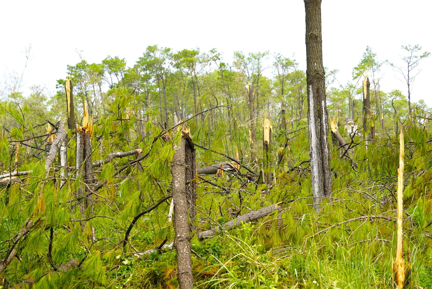 Hàng trăm héc ta rừng thông của xã Lê Lợi bị bão quật gãy đổ.