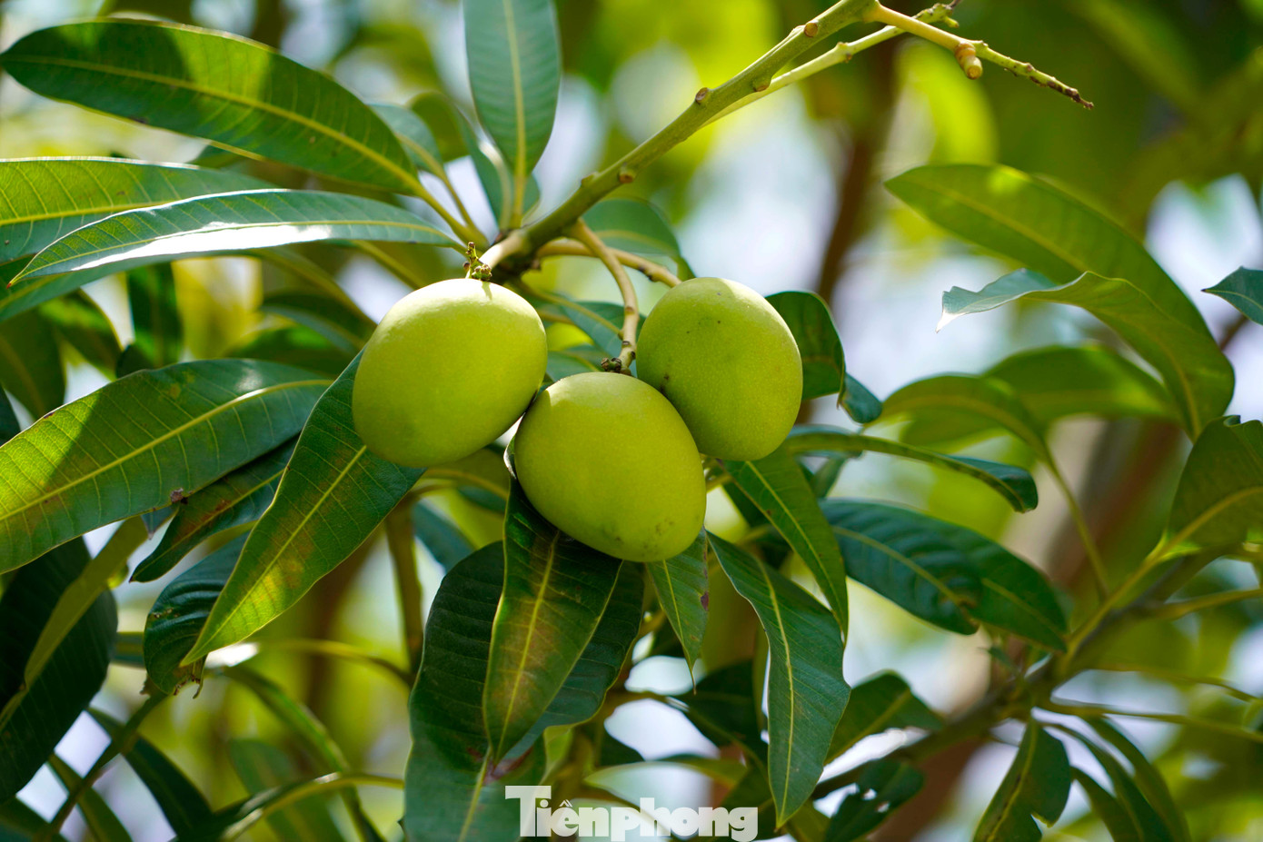 Xoài ở đây đang độ xanh, chưa đến tầm chín nhưng nhiều người dân Hạ Long đã tìm cách xuống.