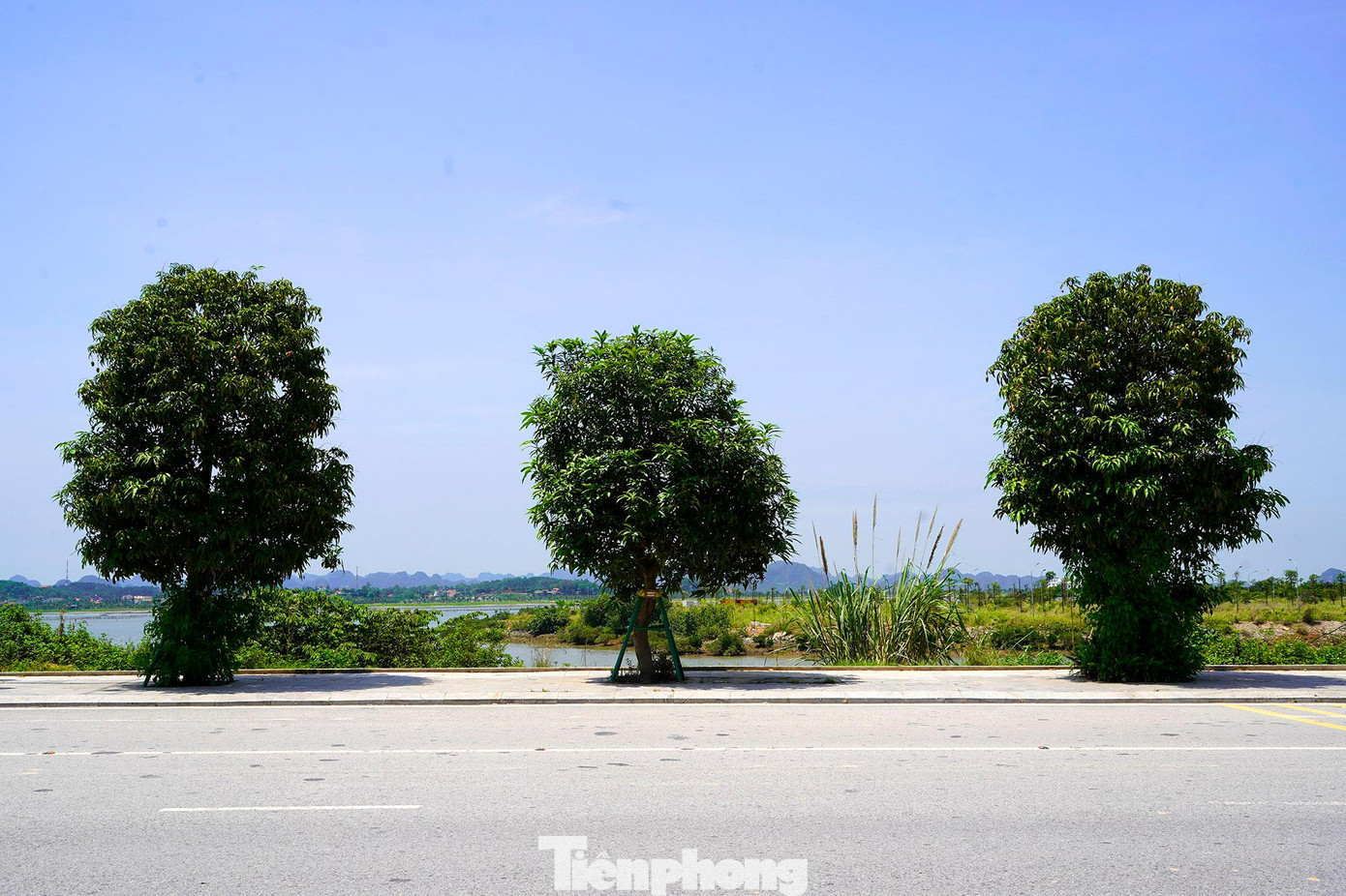 Cứ mỗi gốc xoài cách nhau 5m nối nhau trên đoạn đường dài hơn 5km đang thu hút nhiều bạn trẻ ở Hạ Long đến chụp ảnh check in và có thể hái xoài để thưởng thức.