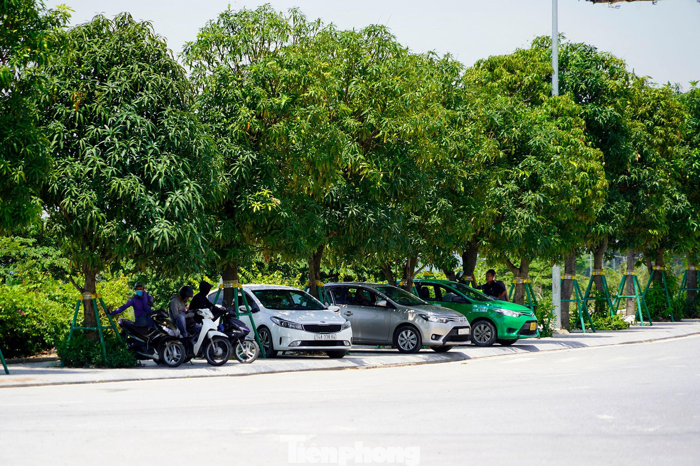 Hàng cây xoài trên đường 10 làn không chỉ cho quả mà còn là nơi tránh nắng của người dân.