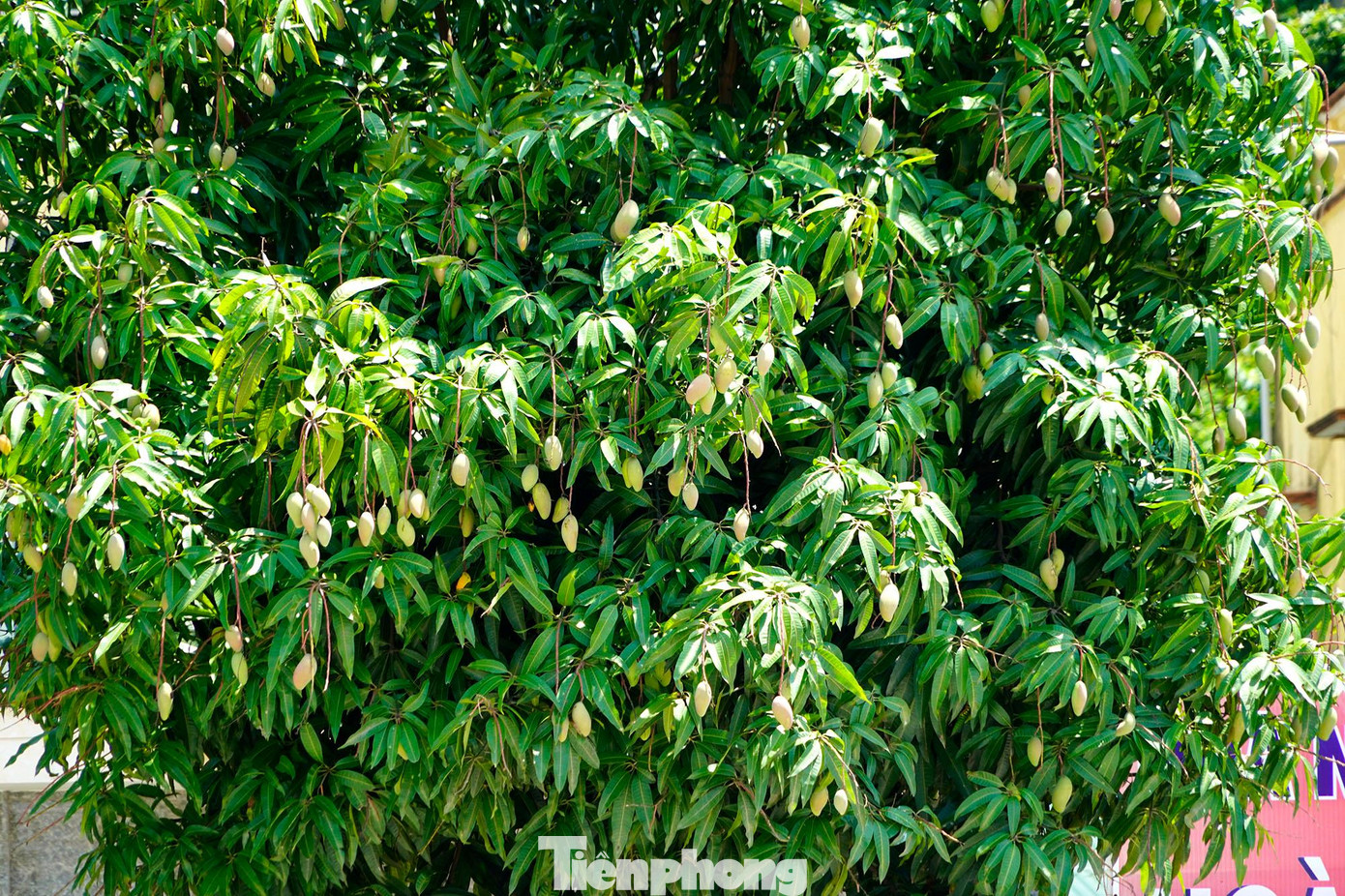 Ước tính mỗi cây xoài có đến vài trăm quả.