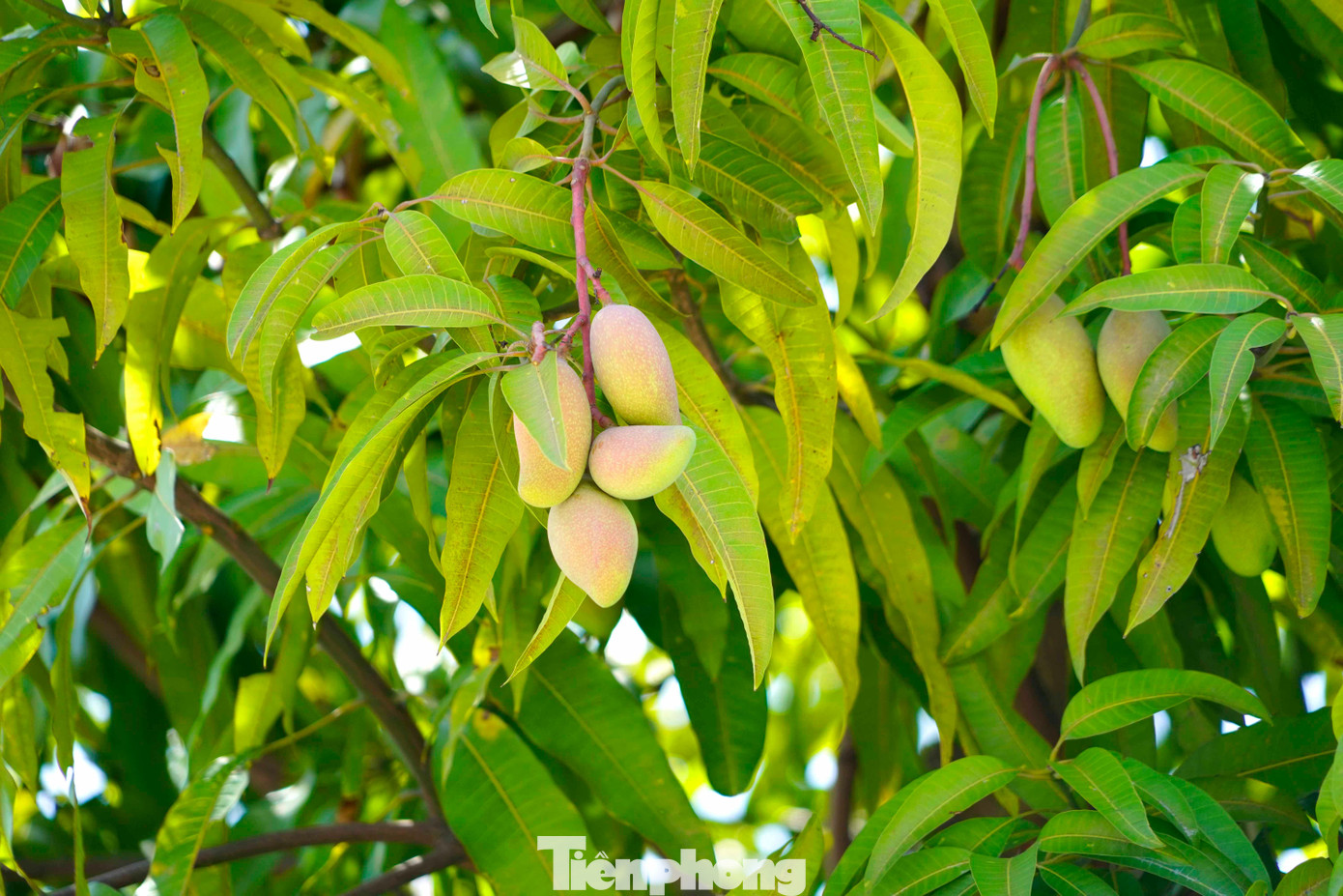 Với khí hậu nóng ẩm ở Hạ Long, cây xoài phát triển nhanh và sớm cho quả. Đặc biệt năm nay khí hậu thuận lợi, cây được chăm bón tốt nên cho quả rất sai.