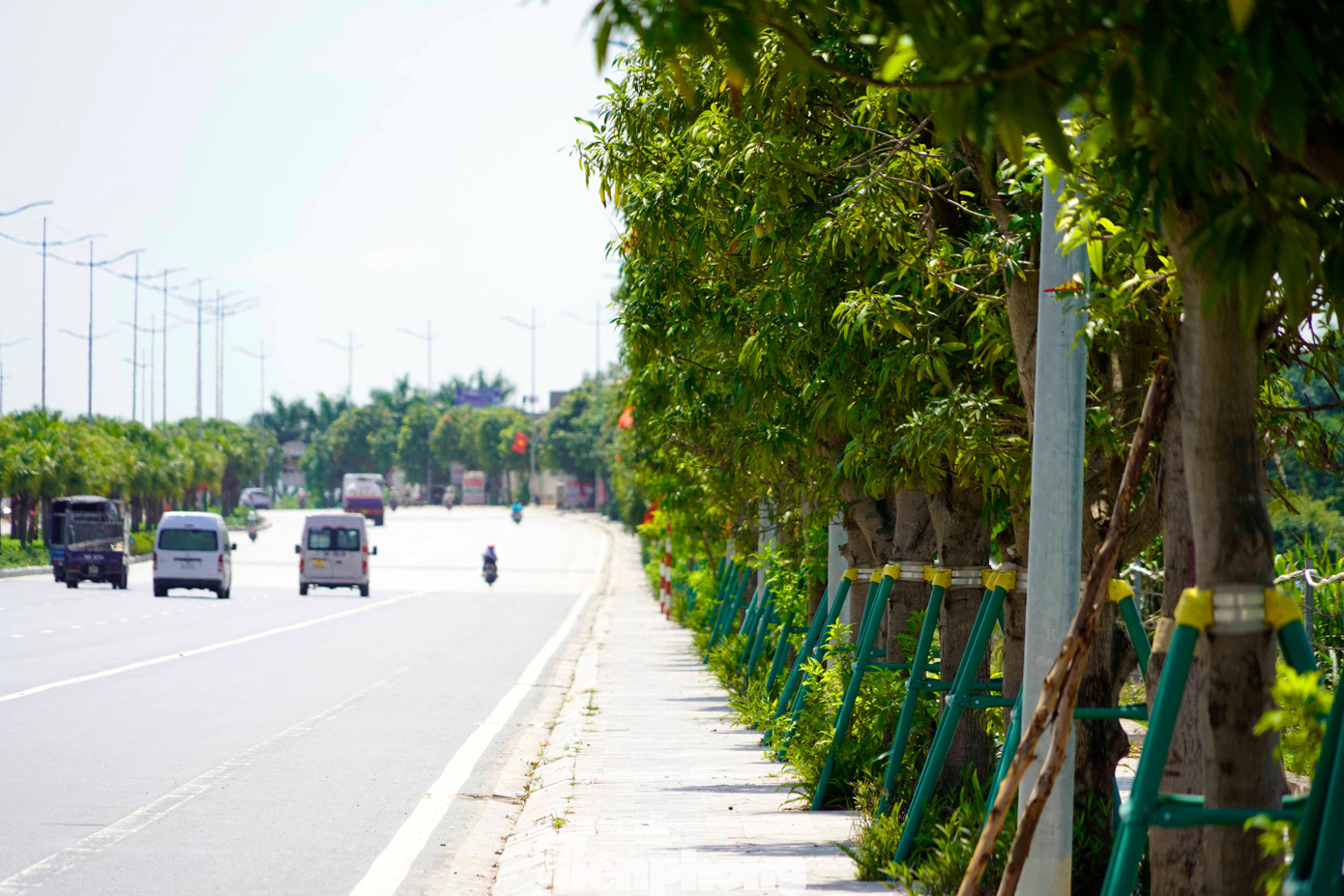 Dọc hai bên đường 10 làn ở thành phố Hạ Long đoạn đi qua lối vào Tuần Châu lên đến nút giao Minh Khai được trồng hàng nghìn cây xoài.