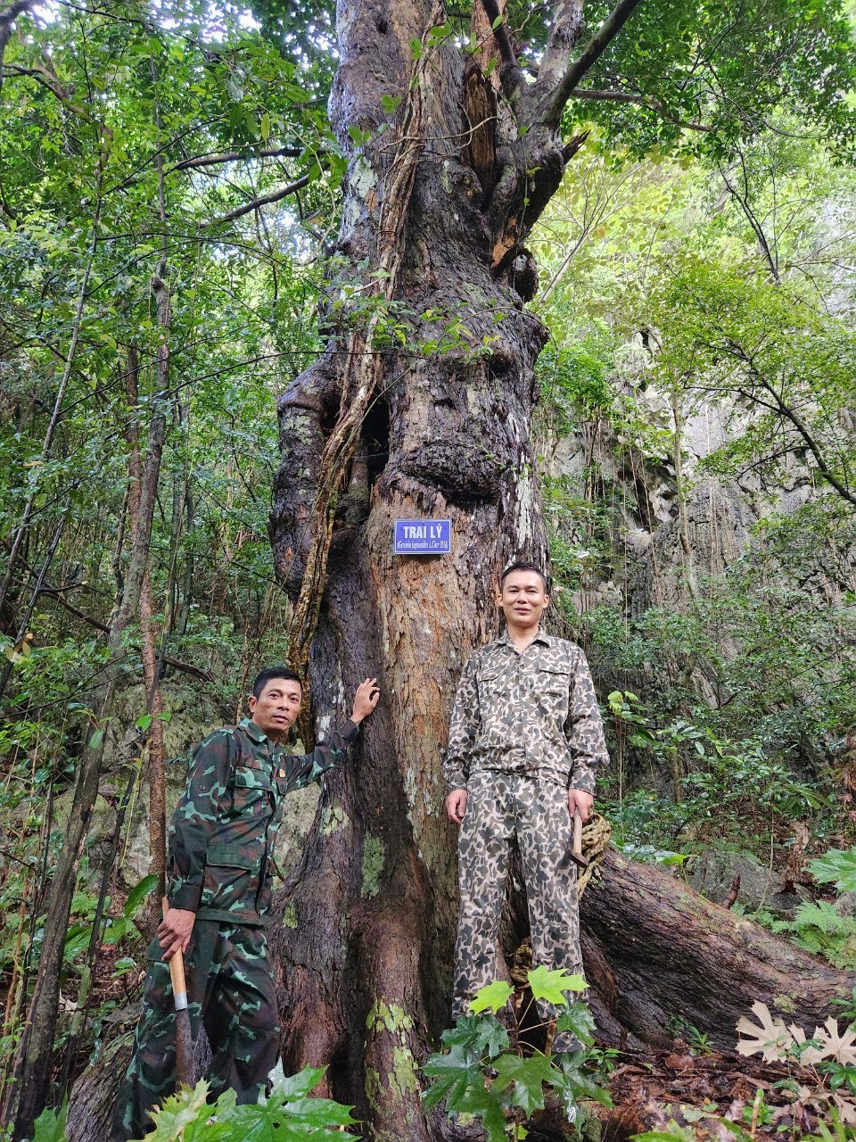 Cây trai lý tại tiểu khu 201 đảo Máng Hà Nam được công nhận là cây di sản Việt Nam. Cây trai lý tại tiểu khu 201 đảo Máng Hà Nam được công nhận là cây di sản Việt Nam.