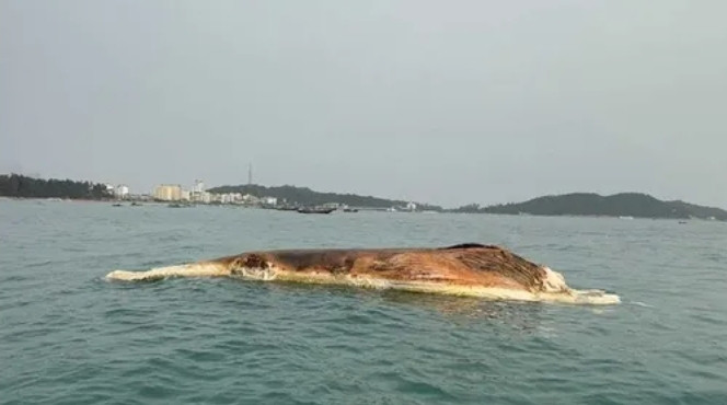 Xác cá voi hơn 10 tấn trôi dạt trên biển Cô Tô.