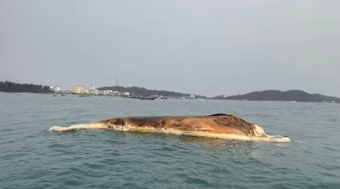Xác cá voi hơn 10 tấn trôi dạt trên biển Cô Tô. Xác cá voi hơn 10 tấn trôi dạt trên biển Cô Tô.