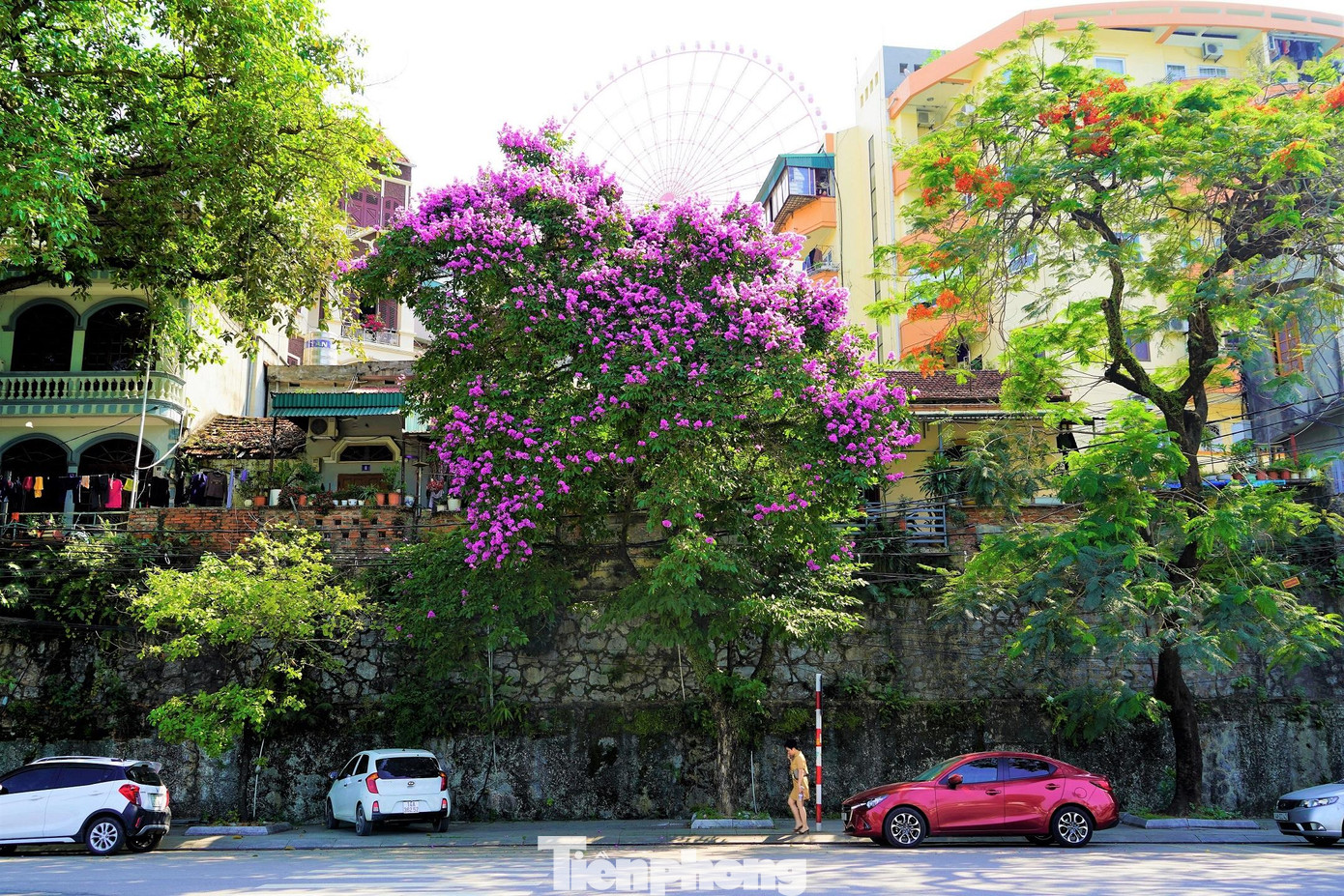 Nhiều người dân cũng như du khách đến với Hạ Long đều thích thú bởi sự đổi thay màu sắc trên các tuyến đường.