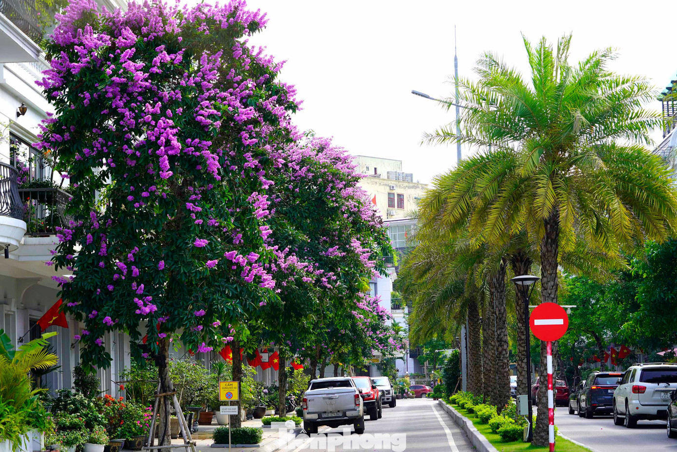 Trong các tuyến phố đông dân cư, cây bằng lăng cũng được trồng chủ đạo.