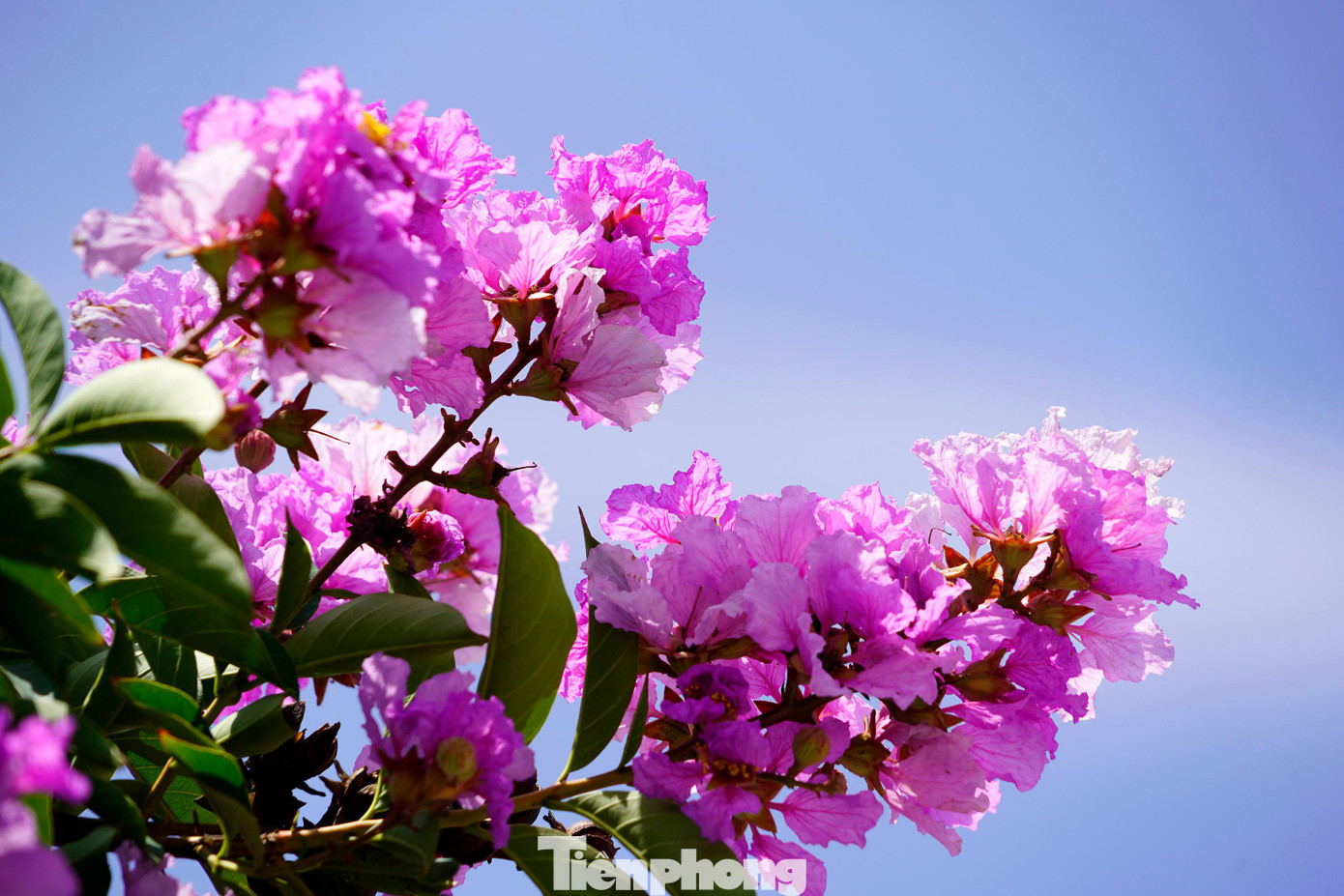 Bằng lăng nở vào mùa hè, mùa của sự chia ly. Chia ly bạn bè, trường lớp, thầy cô…, bởi vậy mà khi nhắc tới loài hoa này nhiều người còn quan niệm rằng hoa bằng lăng là biểu tượng của sự chia tay tuổi học trò thân thương.