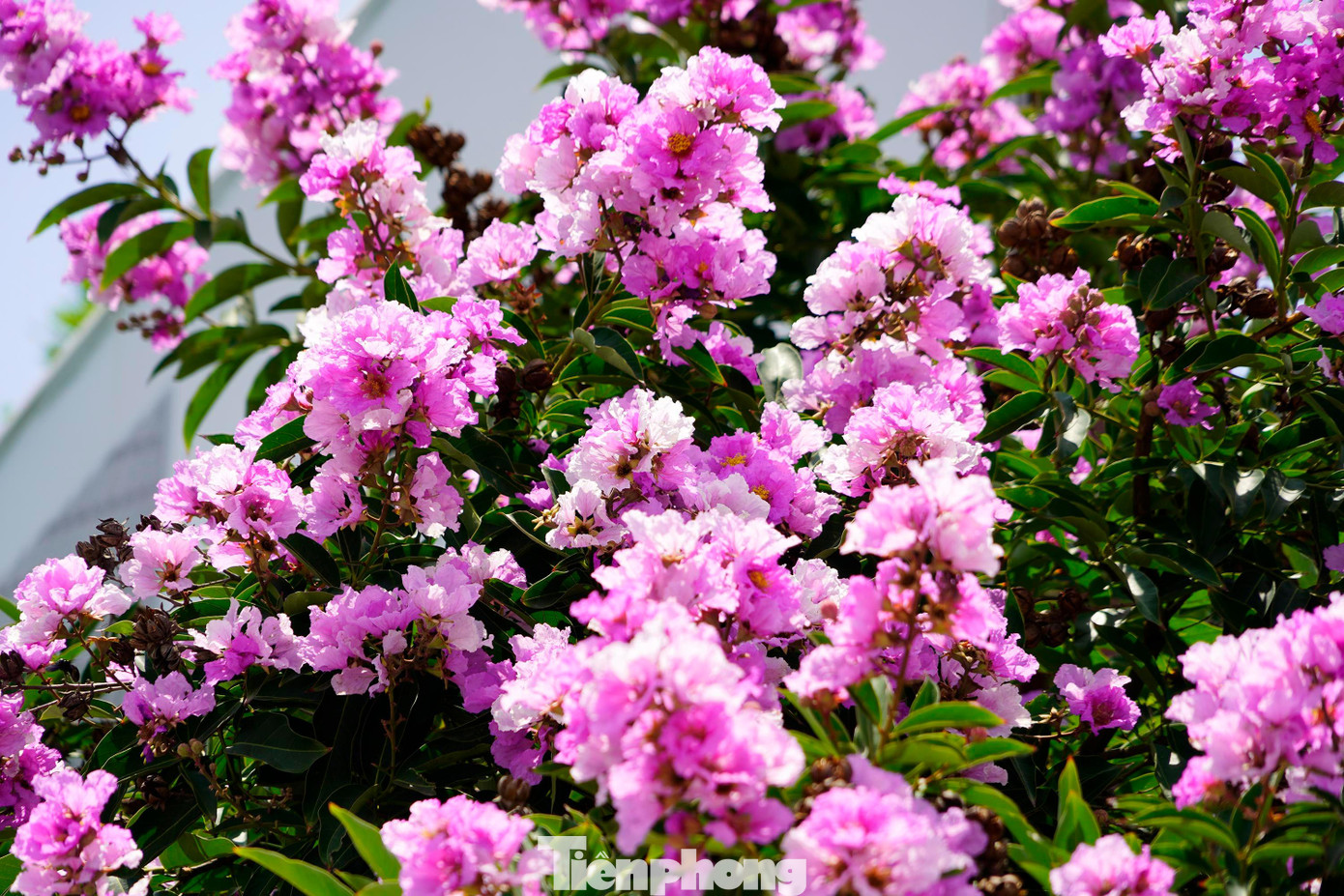 Hoa bằng lăng khi mới nở sẽ có màu tím nhạt, gặp nắng to, hoa sẽ nở rộ và có màu tím đậm và lại nhạt dần cho đến khi tàn hoa.