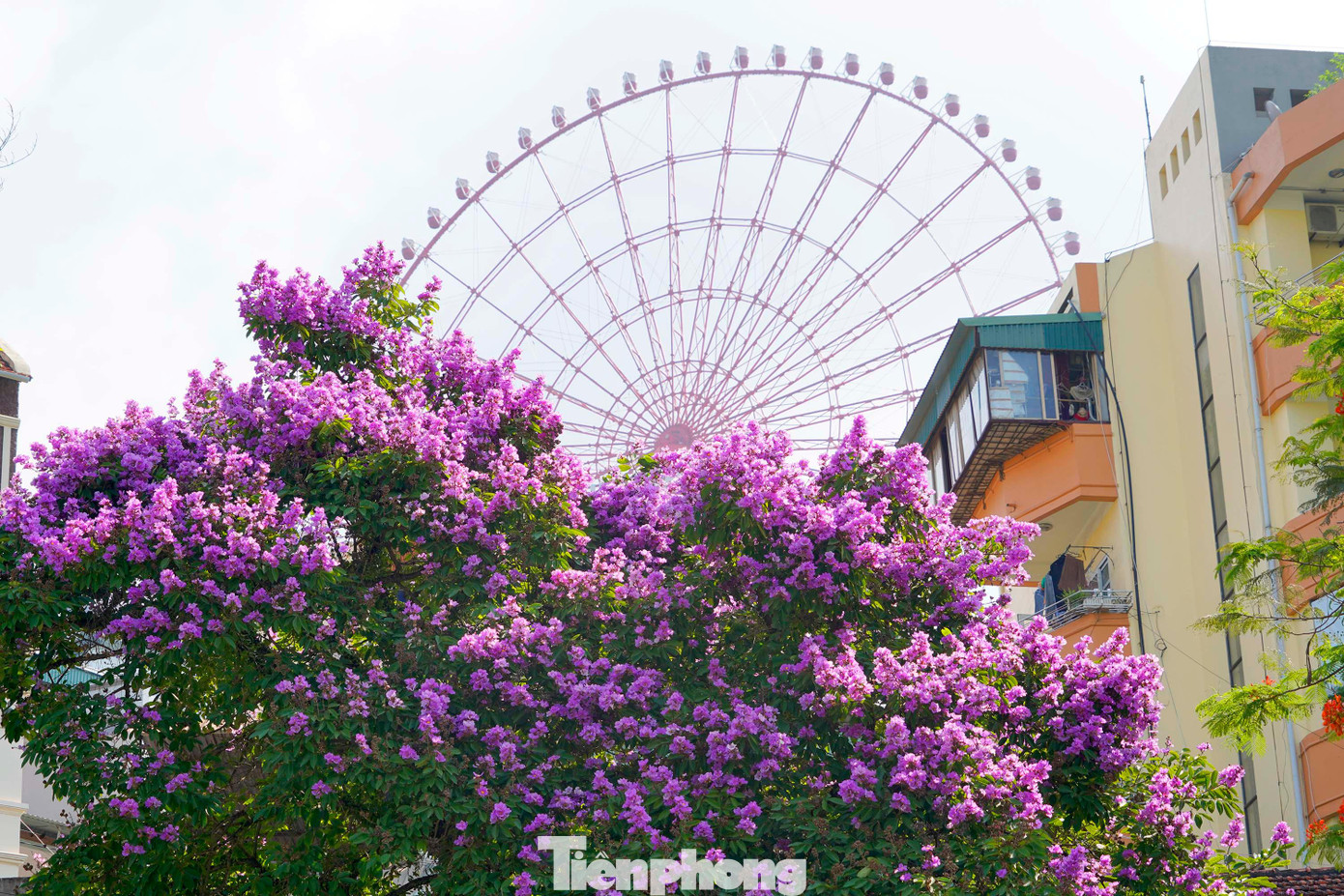 Mặc dù không phải là loài cây bản địa nhưng người dân Hạ Long vẫn yêu quý loài cây này vì màu hoa tím quá tuyệt vời.