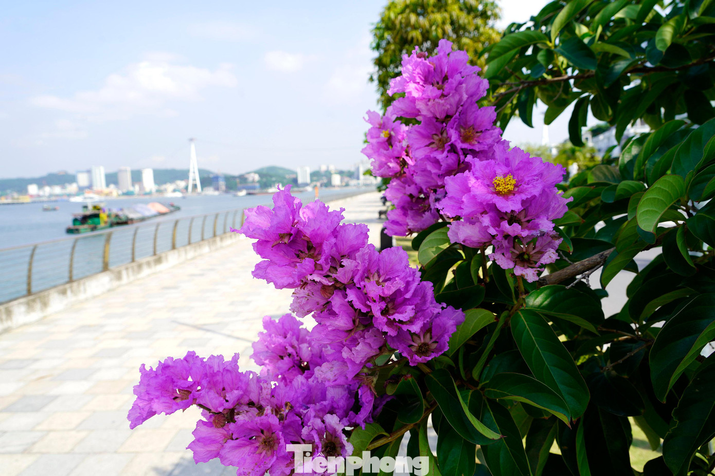 Tấm áo có màu tím gợi nên khung cảnh lãng mạn bên bờ vịnh Hạ Long.