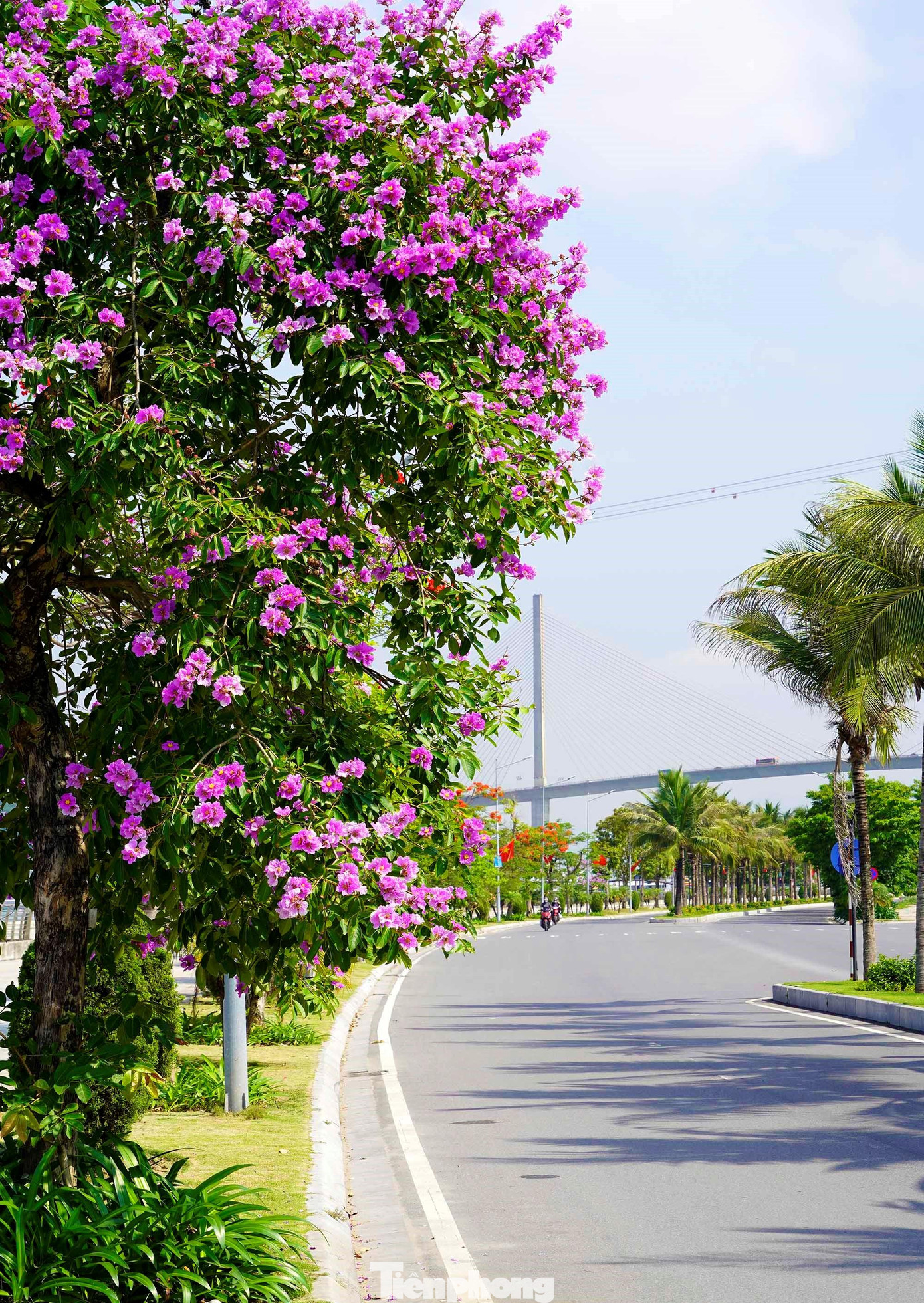 Xen lẫn màu đỏ của hoa phượng, màu tím của bằng lăng vẫn nổi bật hơn cả trên những con phố chạy dọc bờ vịnh.