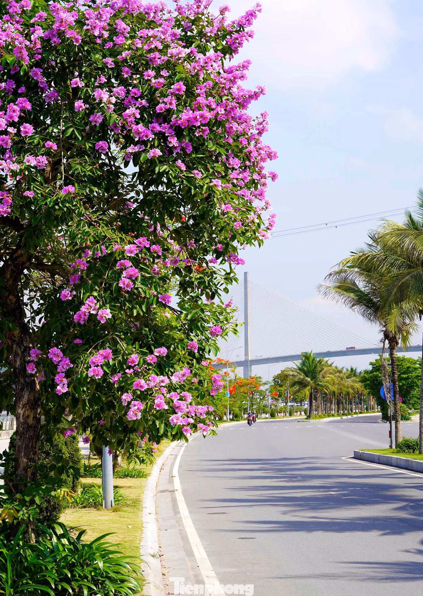 Xen lẫn màu đỏ của hoa phượng, màu tím của bằng lăng vẫn nổi bật hơn cả trên những con phố chạy dọc bờ vịnh.