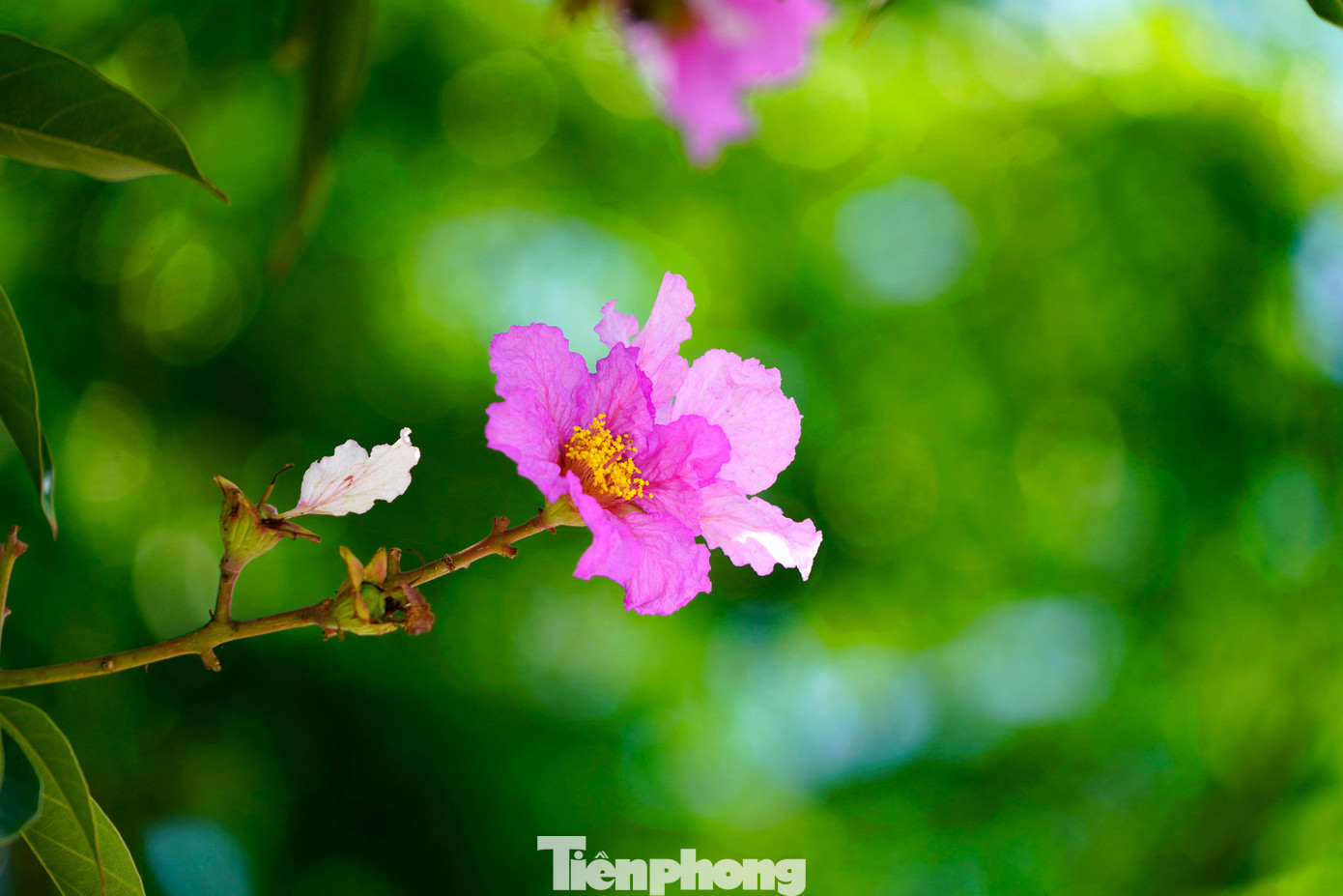 Và cũng để nhớ về ngày đó, các cô cậu học trò đã nhặt nhạnh những cành hoa Bằng Lăng, ép vào vở để làm kỷ niệm mỗi khi nhớ về nhau.