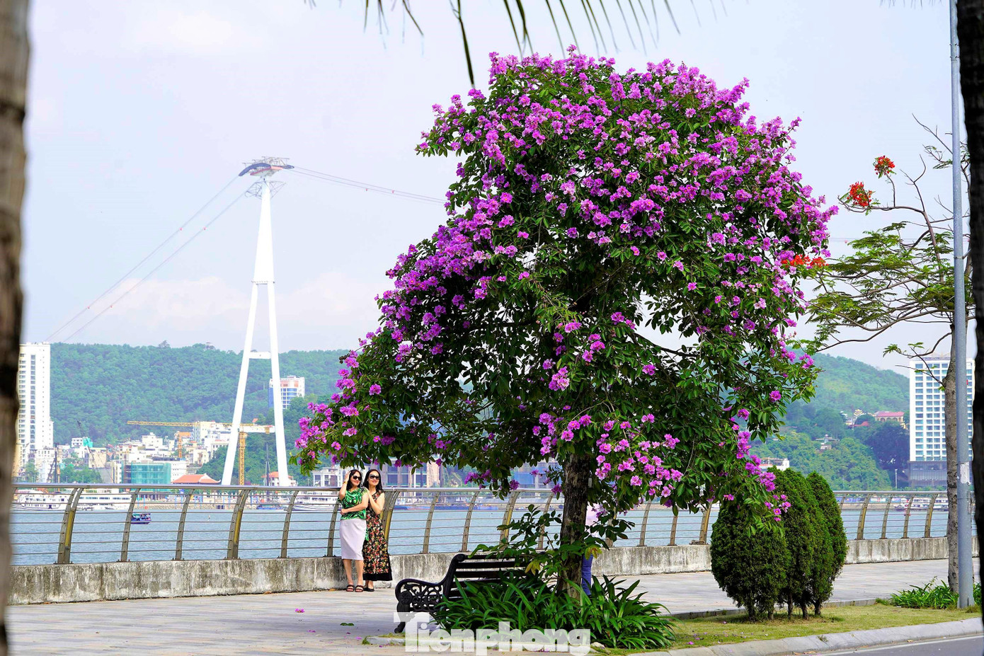 Có nhiều gốc cây bằng lăng ở Hạ Long đã trở thành địa điểm "check-in" không thể thiếu vào những ngày qua.